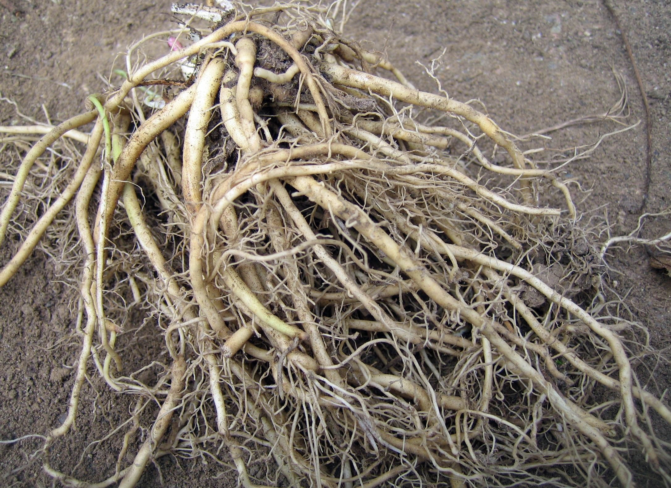 Корневой root. Valeriana officinalis корень. Корень валерианы. Корневища и корни и корневища с корнями. Корни растения Селин.