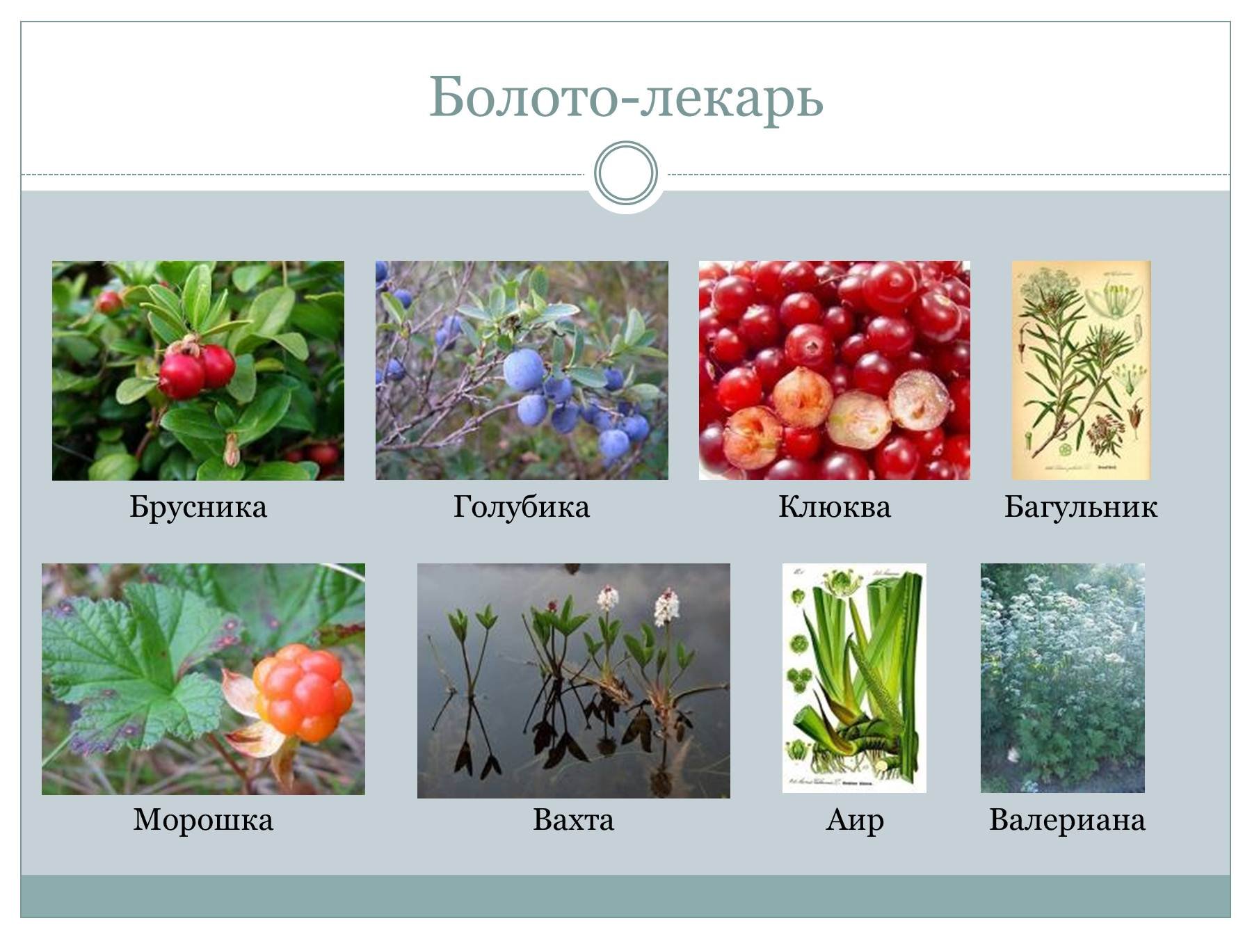 Таблица болот растения. Растения болот. Растения растущие на болоте. Растения на болотах России. Болотные растения названия.