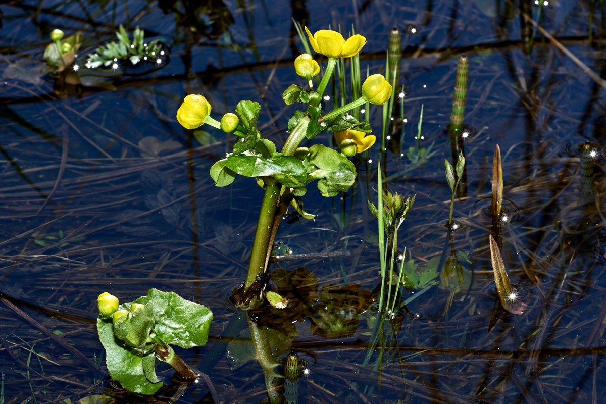 Растениями болота являются. Калужница Болотная. Калужница Болотная в Ленинградской области. Калужница, рогоз. Болотистые болотные травы.