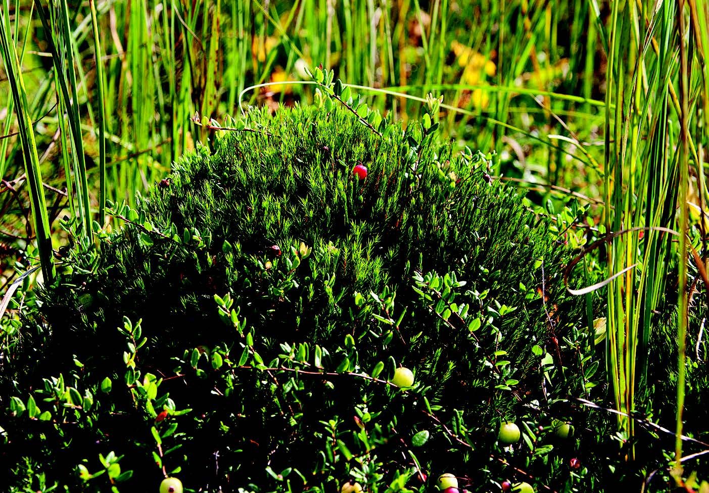 Трава Болотная Цесария. Растения низинных болот. Шейхцерия Болотная. Растения растущие на болоте.