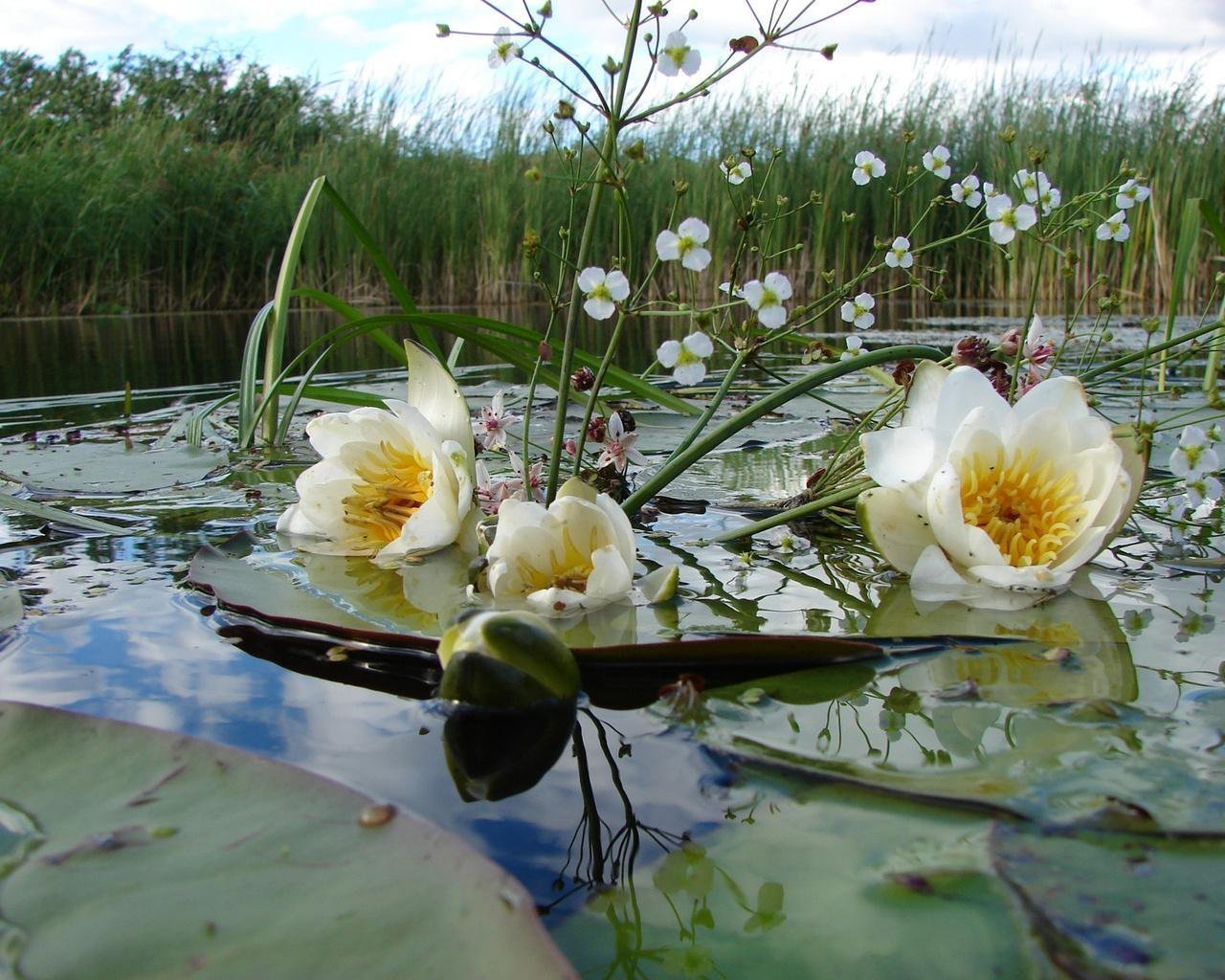 Описывая реку рыбалку траву цветы автор поднимает