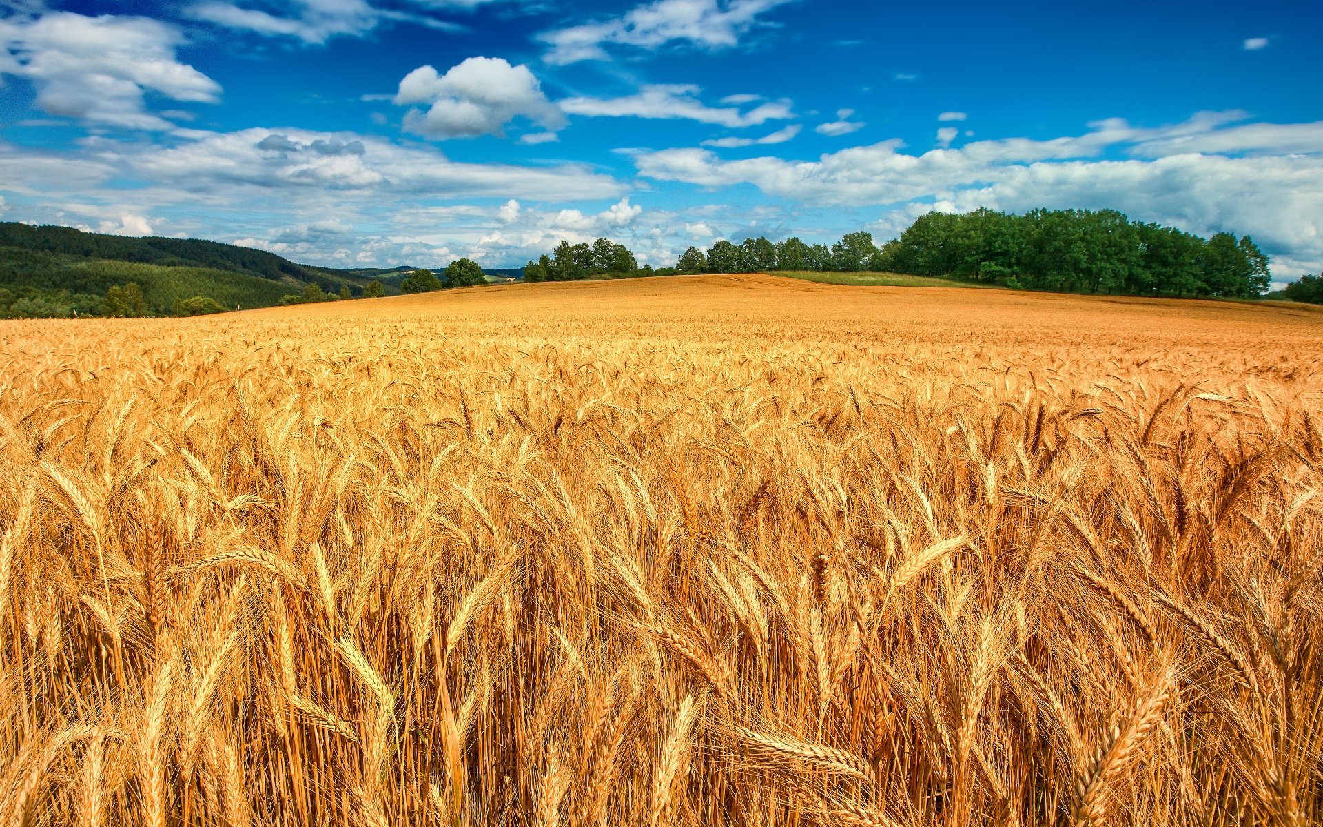 Хорошее жито. Нива- засеянное поле, пашня.. Пшеничное поле Кисловодск. Поле пшеничное колоски золотистые. Золотая Нива рожь.