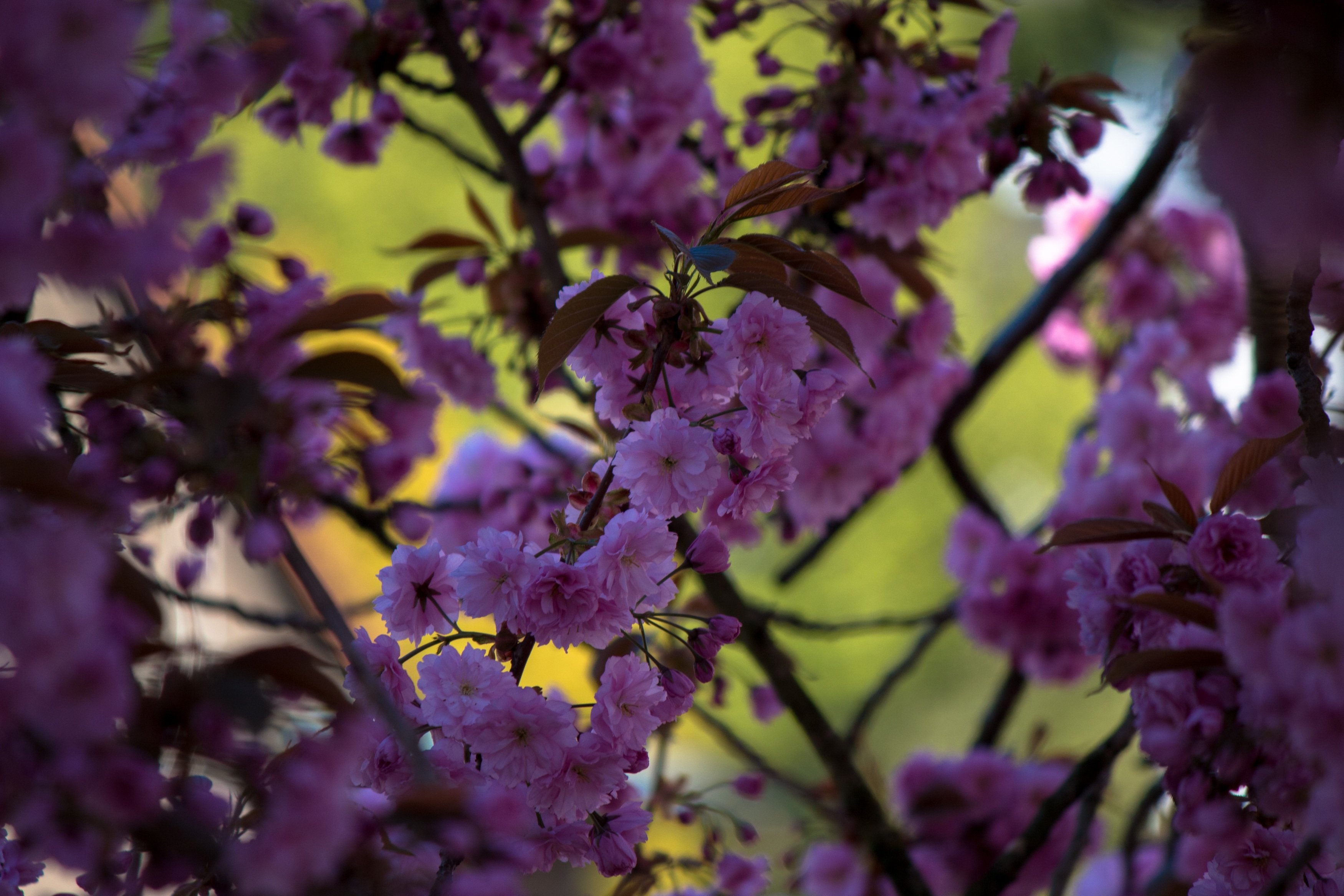 Японская сирень дерево. Дерево с сиреневыми цветами. Деревн с фиолетовыми цветами. Дерево с фиолетовыми цветочками.