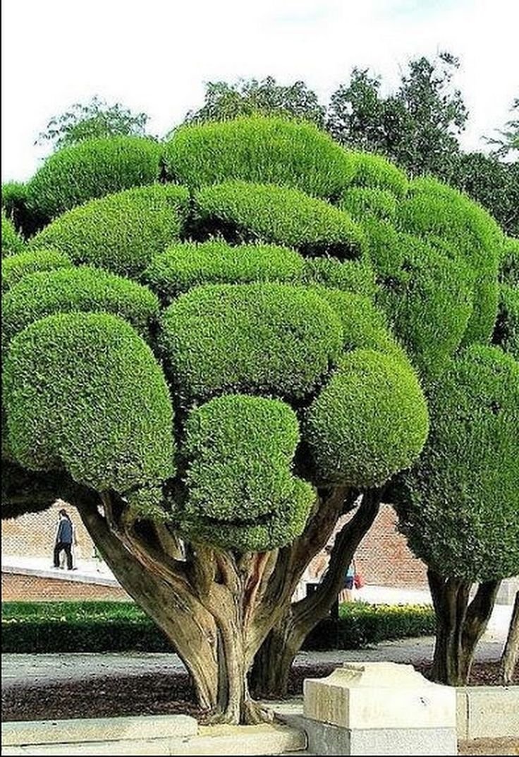 Дерево округлой формы