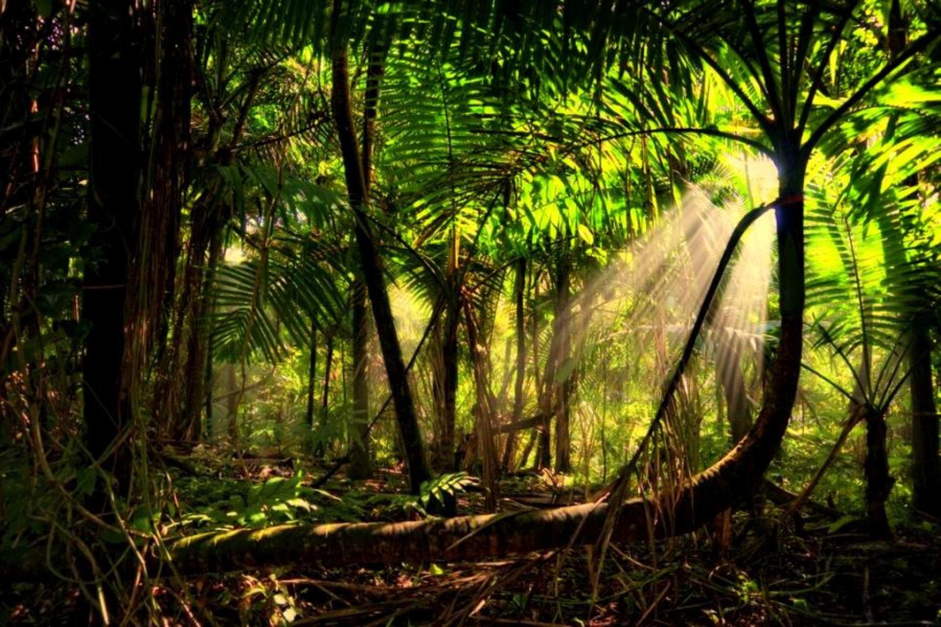 Бразилия тропические леса Сельва. Лес Эль Юнке, Пуэрто-Рико. Тропические дождевые леса Амазонии. Тропикал Рейнфорест. Джунгли тропический лес