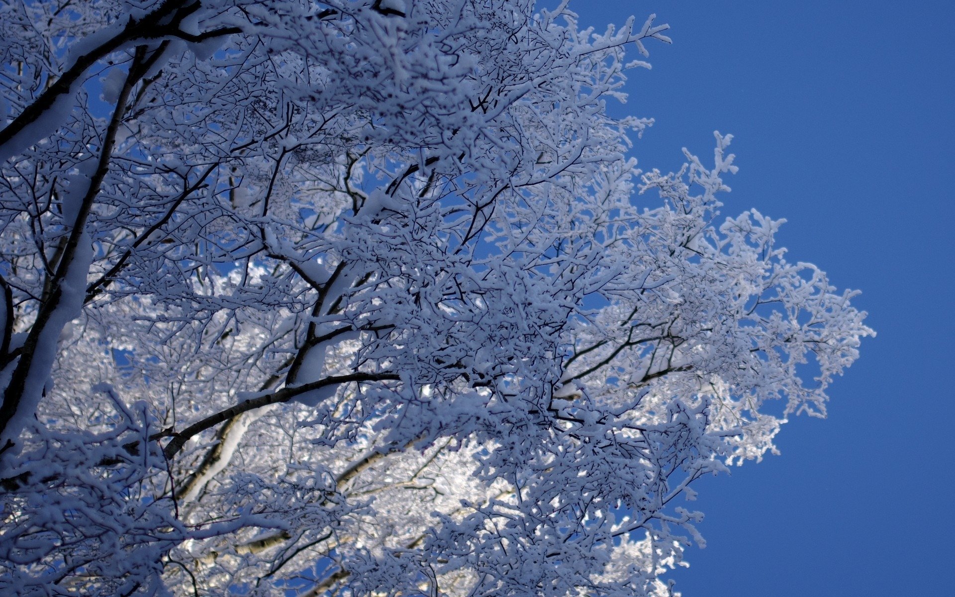 Деревья в снегу. Зимнее дерево. Заснеженные деревья. Ветки в снегу. Зима красивые деревья