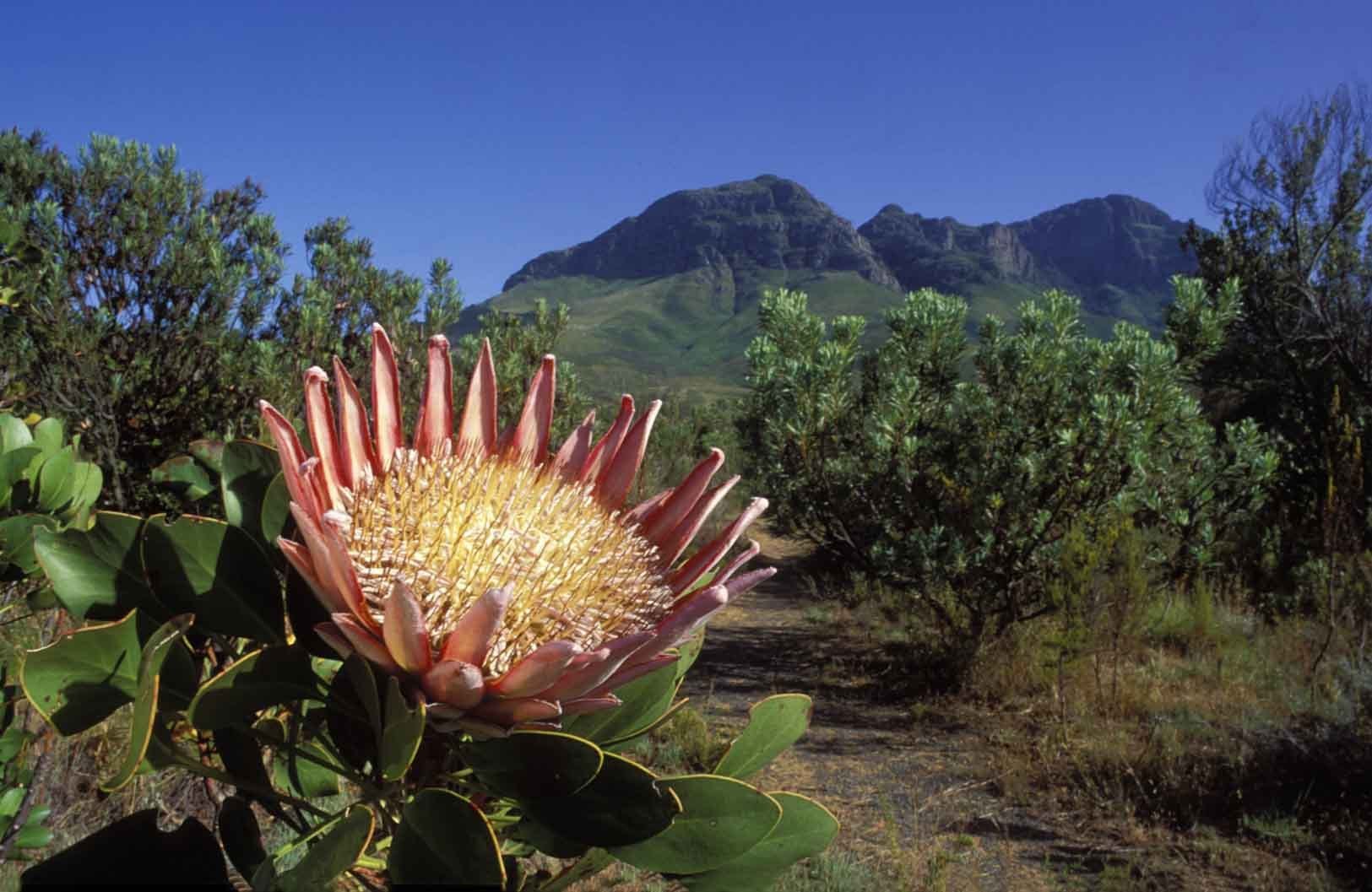 Виды растений в южной америке. Протея килиманджарская. Цветок протеи ЮАР. Растения Африки протея артишоковая.