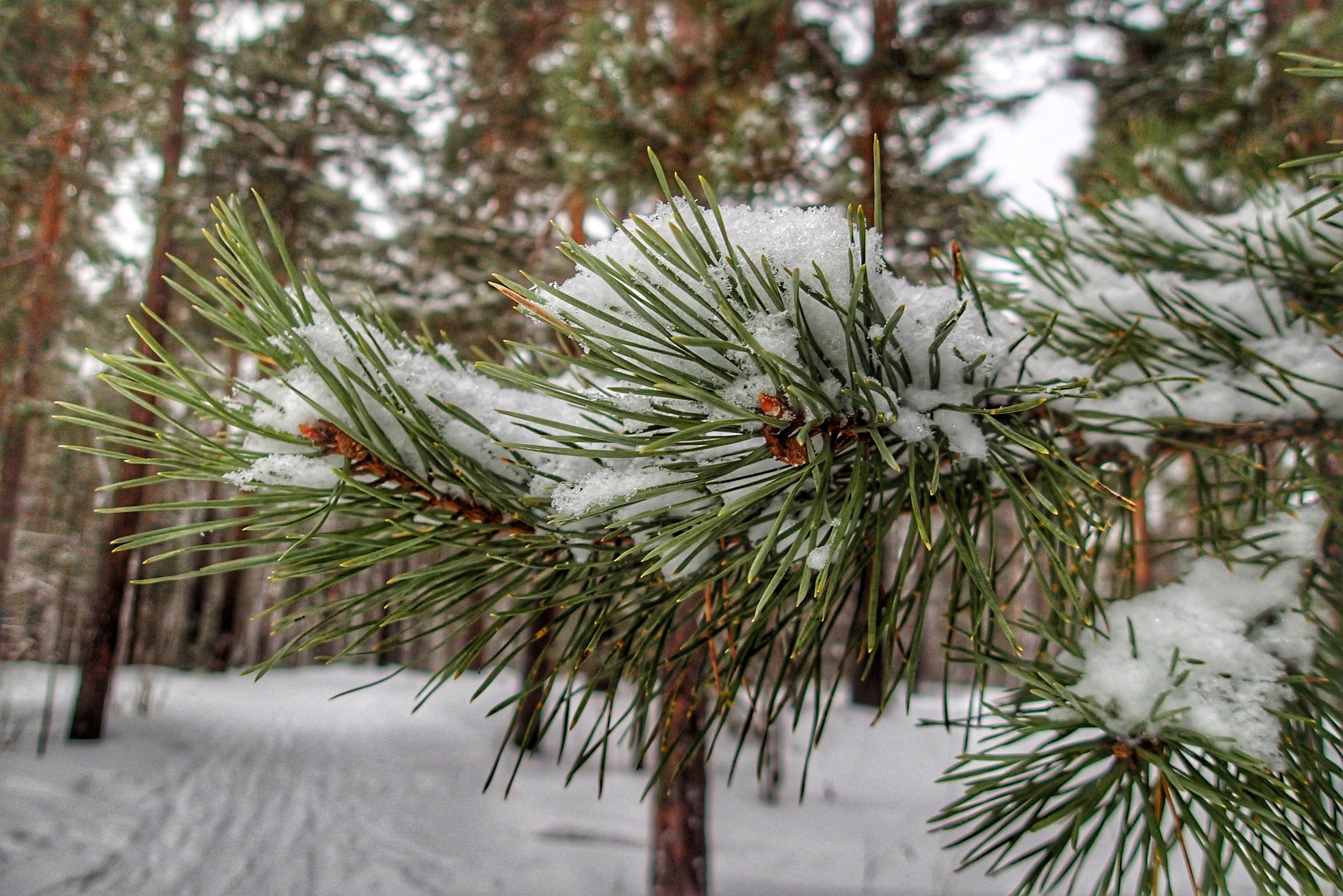 Хвойные под снегом. Снежное Шютте сосны. Сосновый вертун сосны обыкновенной. Кедр Сибирский Pinus sibirica. Хвоинки сосны зимой.