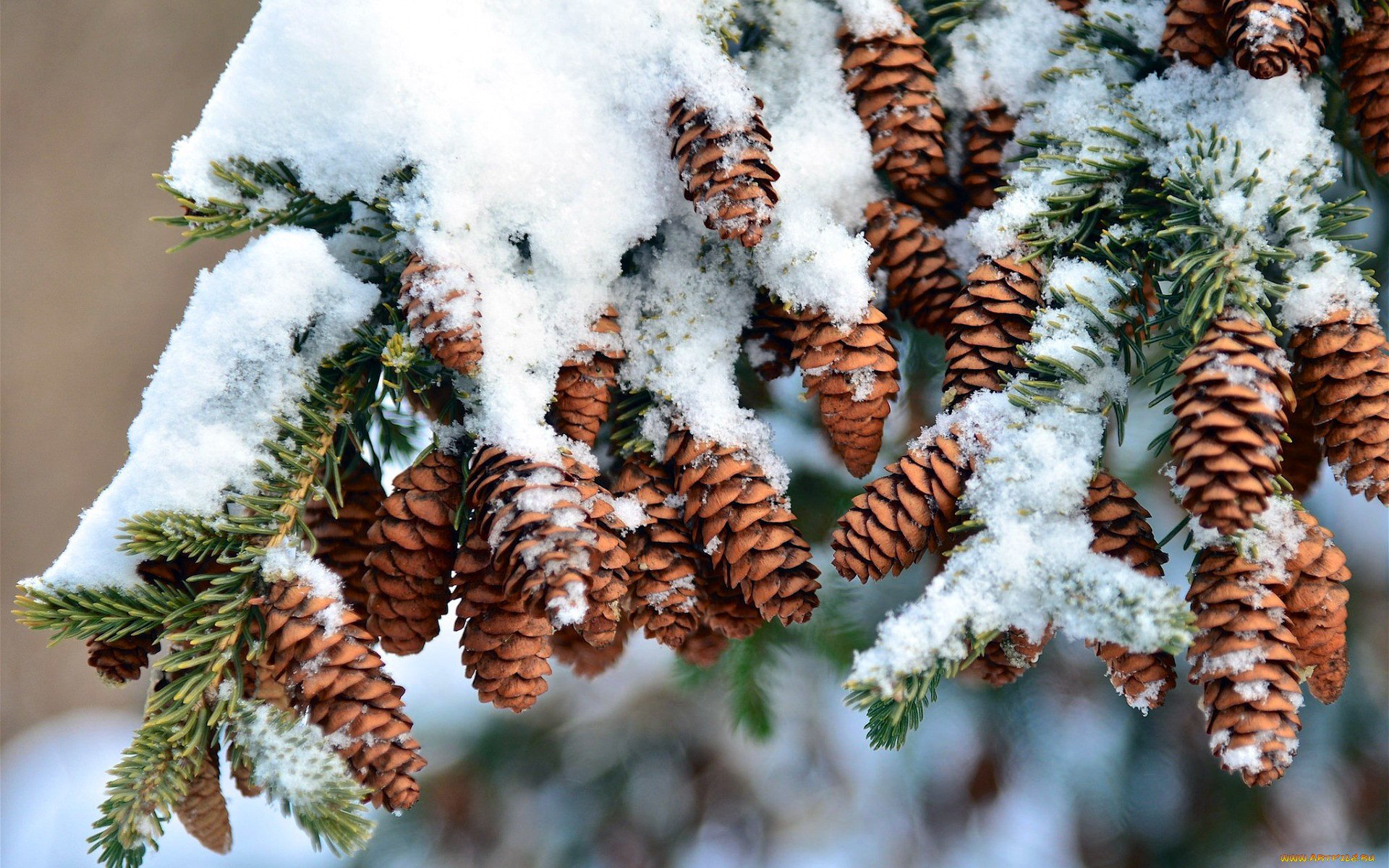 Зимние хвойные. Ель Эльбрусская иней. Шишки в снегу. Хвойные деревья в снегу. Декабрь природа.