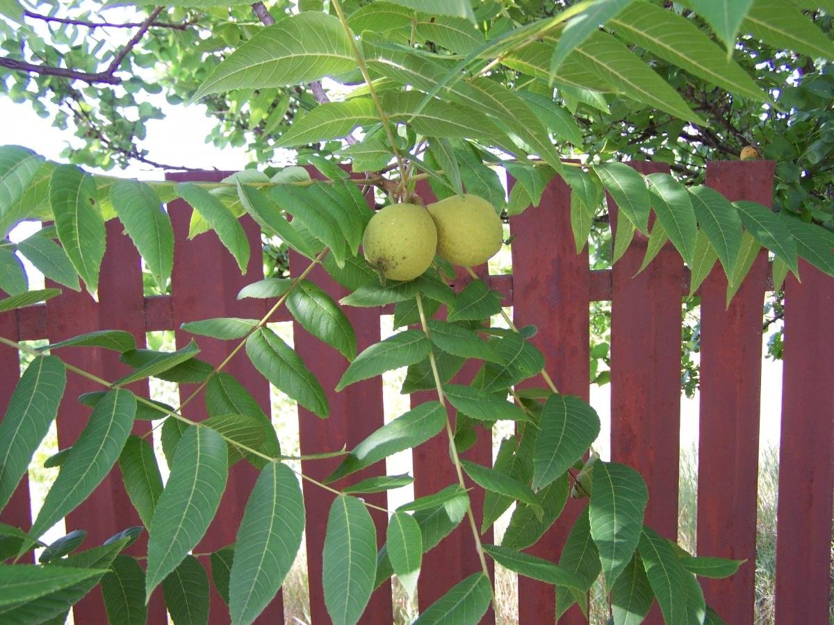 Орех маньчжурский - Juglans mandshurica плод. Акация грецкий орех ясень. Маньчжурский орех дикий. Маньчжурский орех дерево.