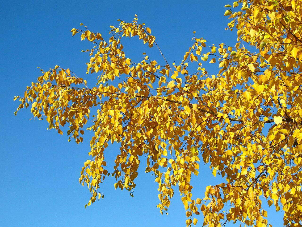 Желтые березки. Лист березы желтый. Берёза жёлтая. Яркая осень желтые березы. Панорама желтые листья.