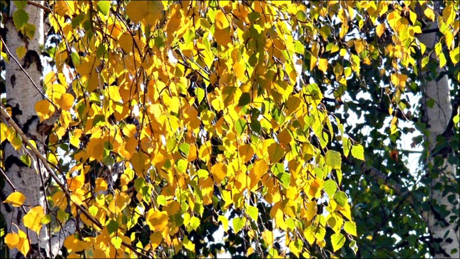 Листок березы золотистой пчелкой. Береза желтая (Betula costata). Береза повислая осень. Березка с желтыми листьями. Листва березы осенью.