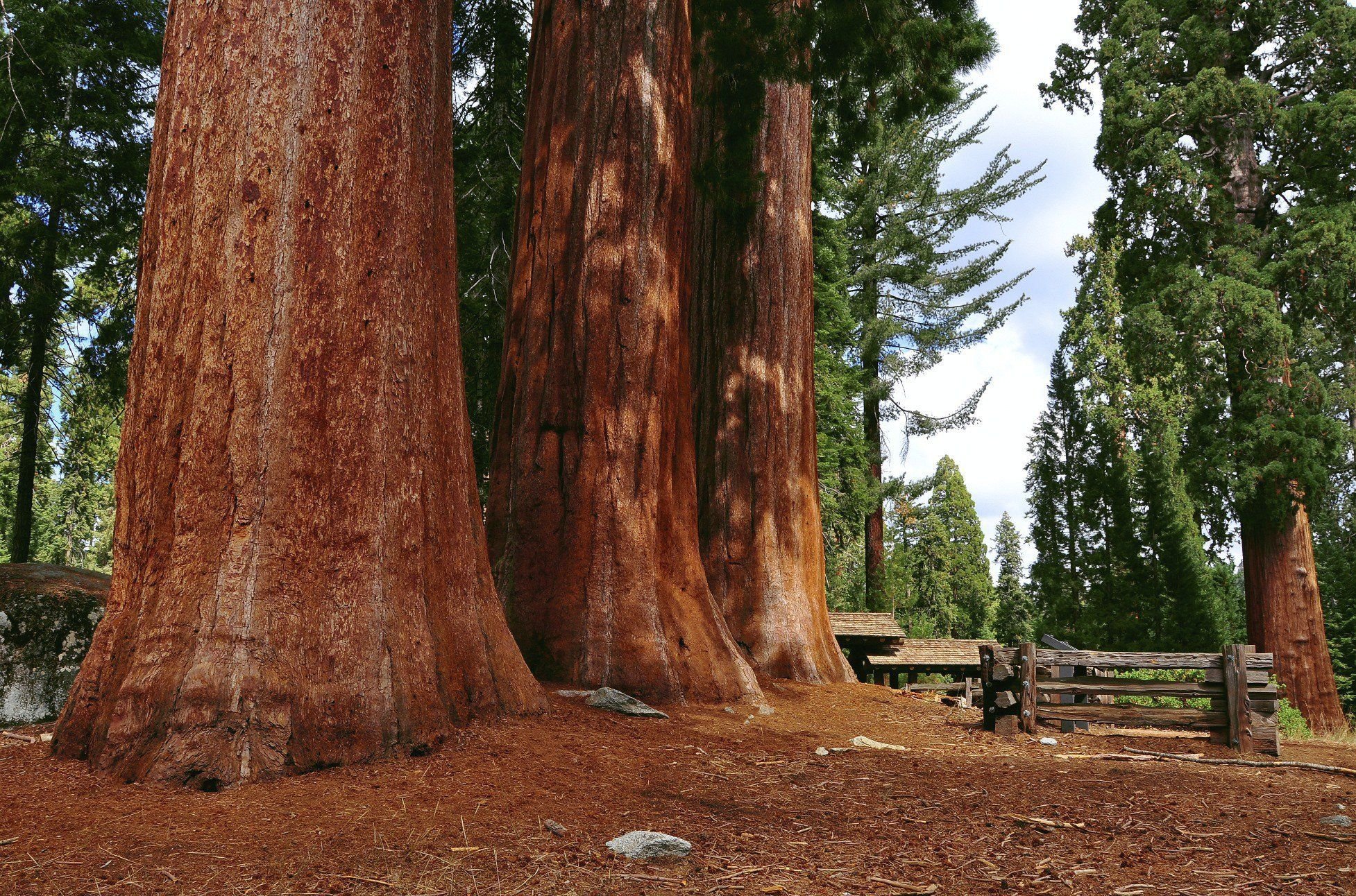 Секвойя дерево. Парк Секвойя Калифорния. Секвойя национал парк. Секвойя и сосна. Самое высокое дерево на земле природная зона