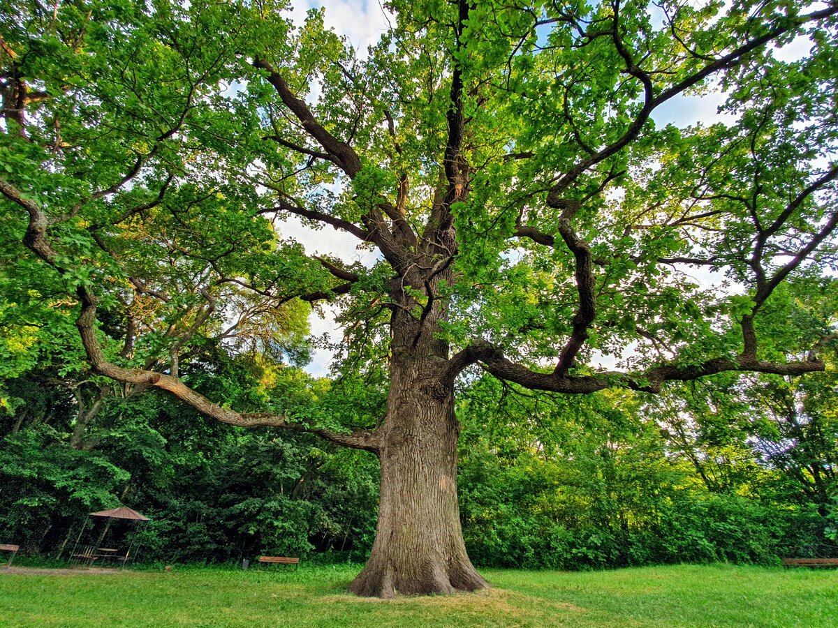Почему дуб является памятником живой природы. Панский дуб Белгородская область. Панский дуб Шебекино. Дуб парк Фредвилл, Нонингтон, Великобритания. Дуб черешчатый Белгород.