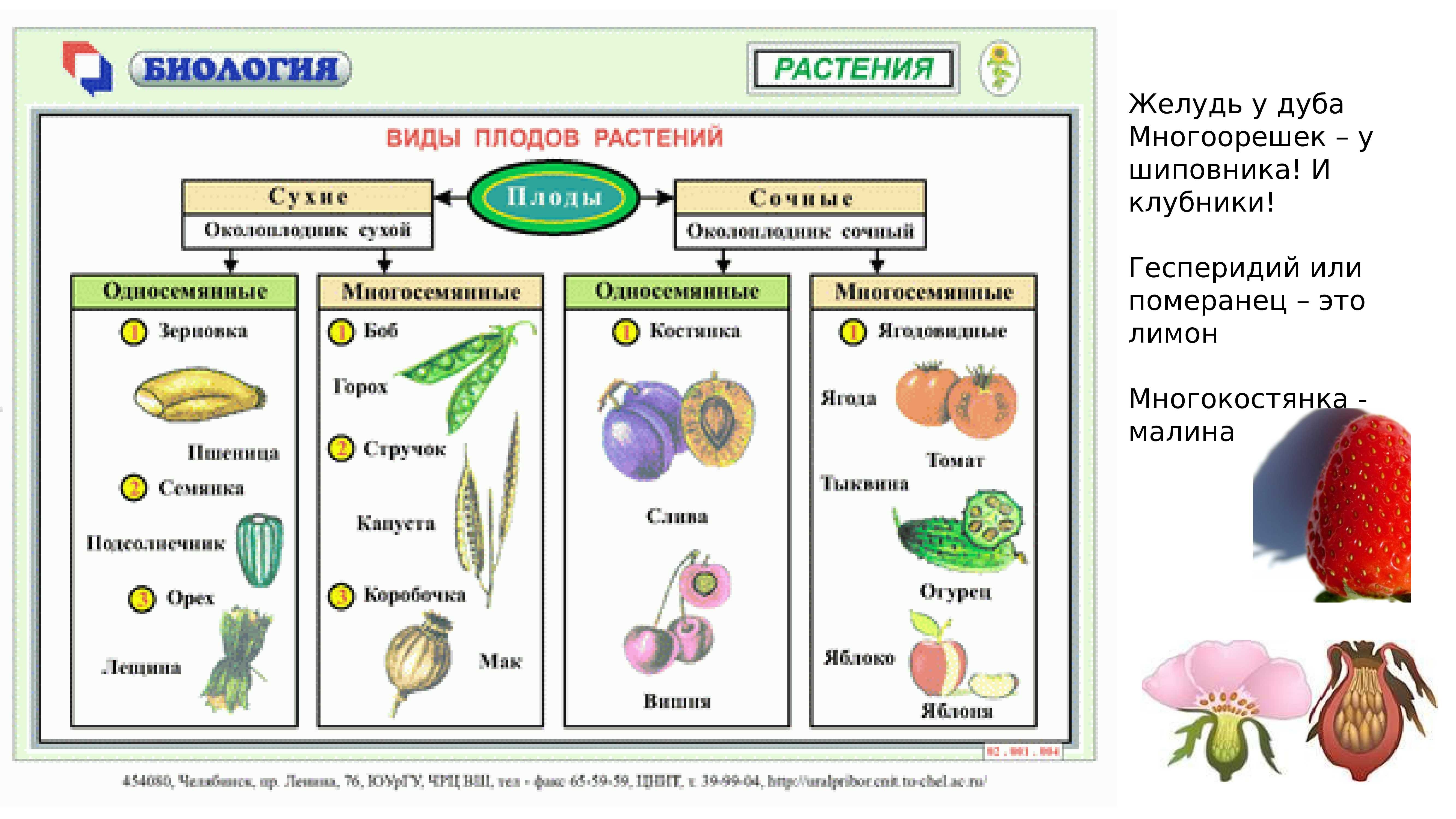 Орган который впоследствии образуется плоды с семенами. Классификация плодов покрытосеменных растений. Таблица по теме плоды по биологии 6 класс. Сухой многосемянной плод плоды. Плоды цветковых растений таблица.