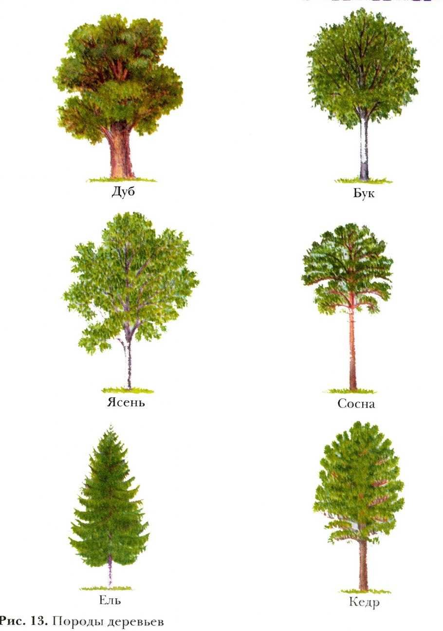 Есть названия деревьев. Деревья разных пород. Лиственные деревья. Различные породы деревьев. Лиственные деревья для детей.