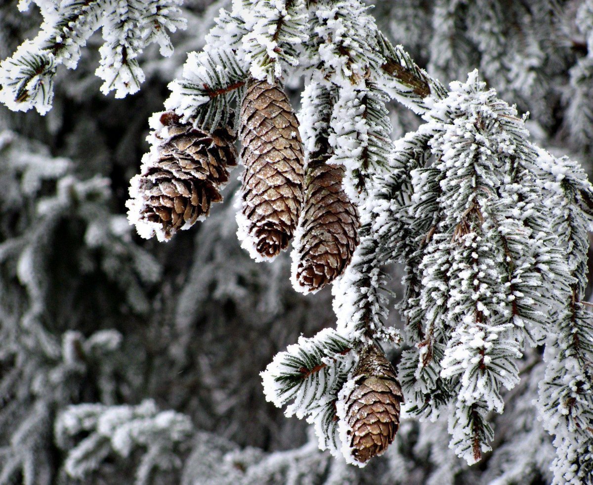 Снег лежит на елях. Ель колючая шишки. Ель Сибирская лиственница зимой. Еловая шишка. Ель с шишками в снегу.
