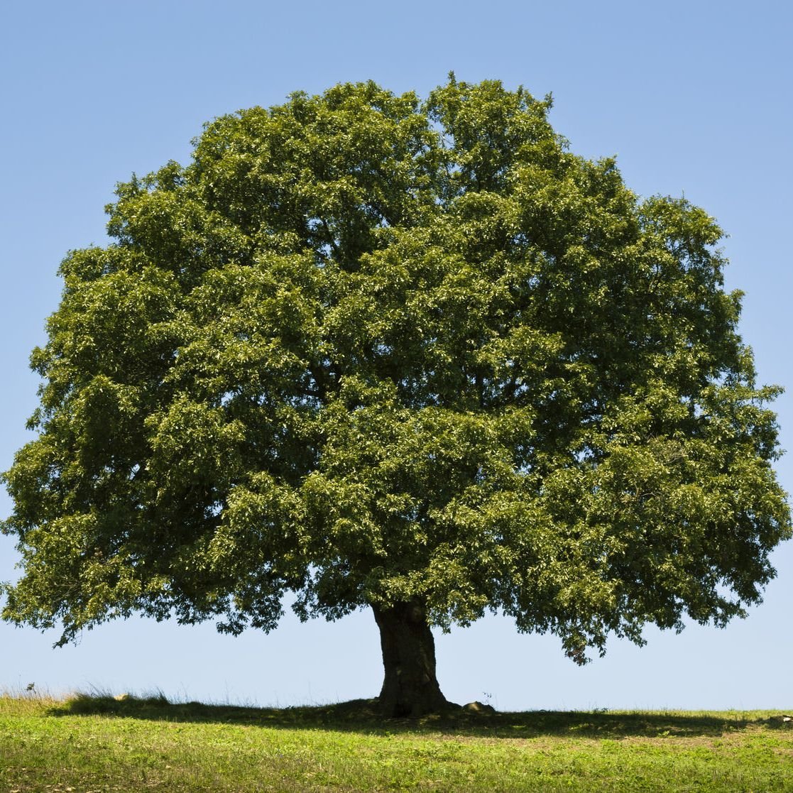 Дуб черешчатый. Таворский дуб. Дерево дуб Хадсон. Quercus pyrenaica.