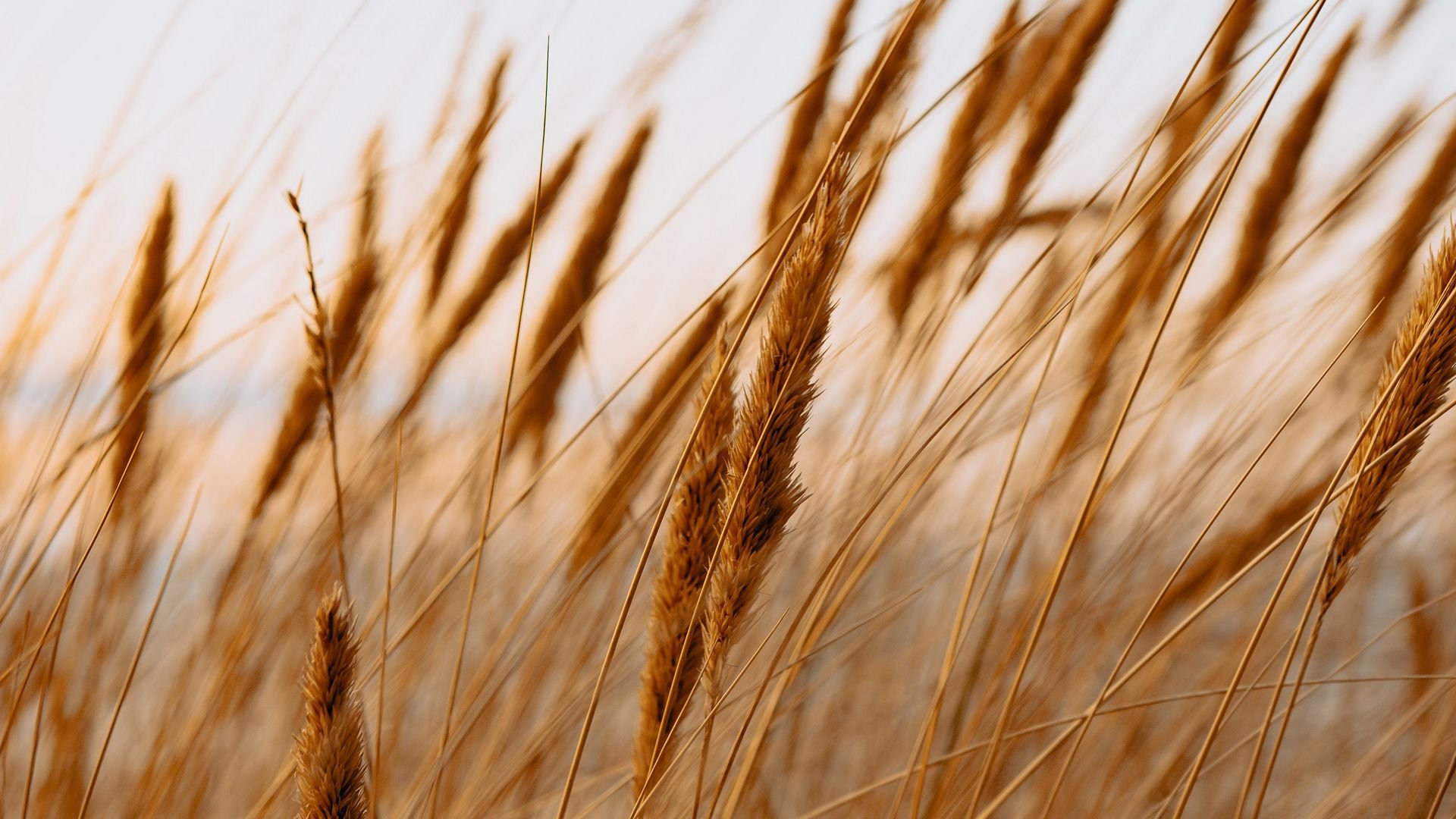 Пшеничный фон. Колосья пшеницы. Поле с колосьями. Пшеница фон. Пшеничное поле.
