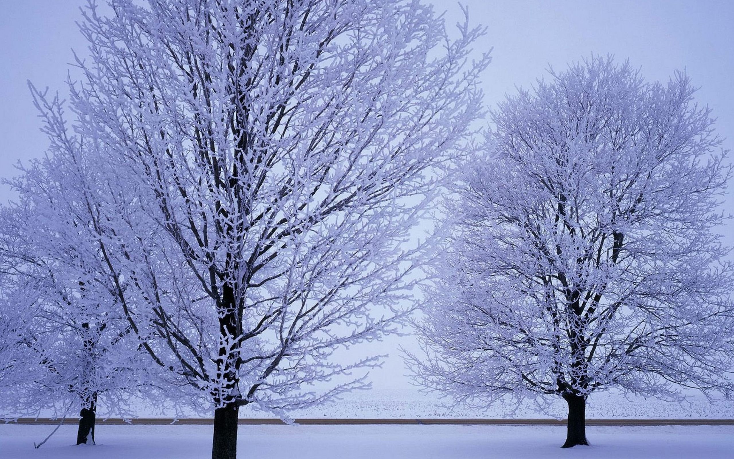 Как выглядит дерево зимой. Зимнее дерево. Деревья в снегу. Заснеженные деревья. Лиственные деревья зимой.