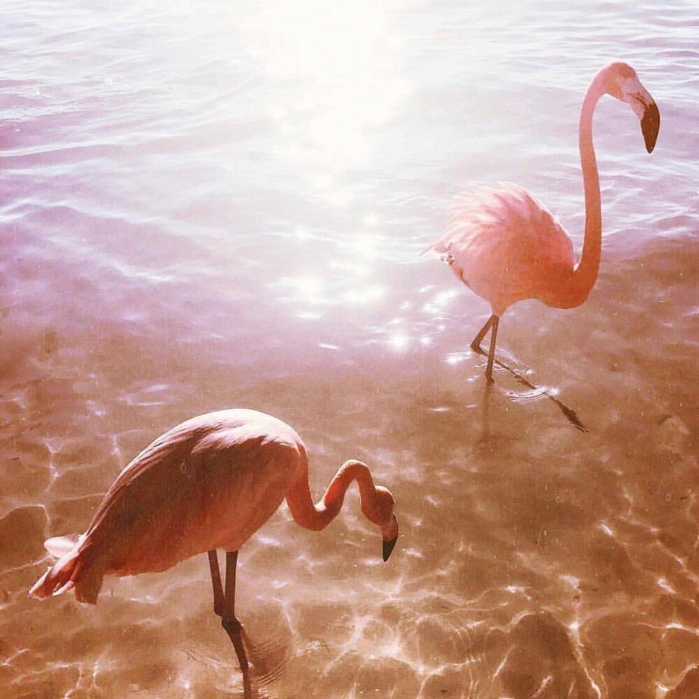 Фламинго. Розовый Фламинго. Фламинго в природе. Фламинго Эстетика. Розовый фламинго новое