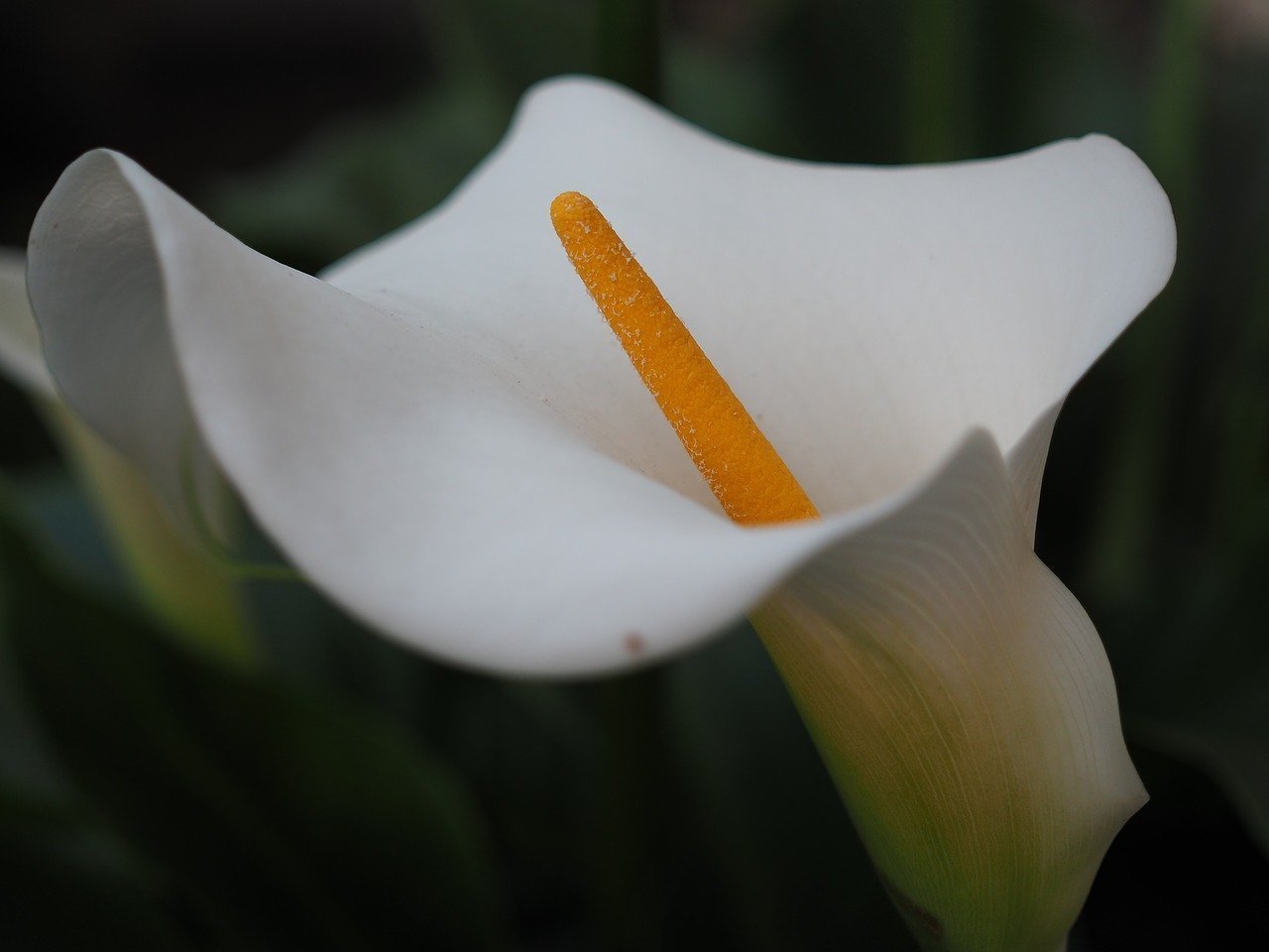 Каллы цветы название. Белокрыльник (Калла). Цветы - белокрыльник (White Calla Lily). Геншин калл. Лилии Калла Геншин.