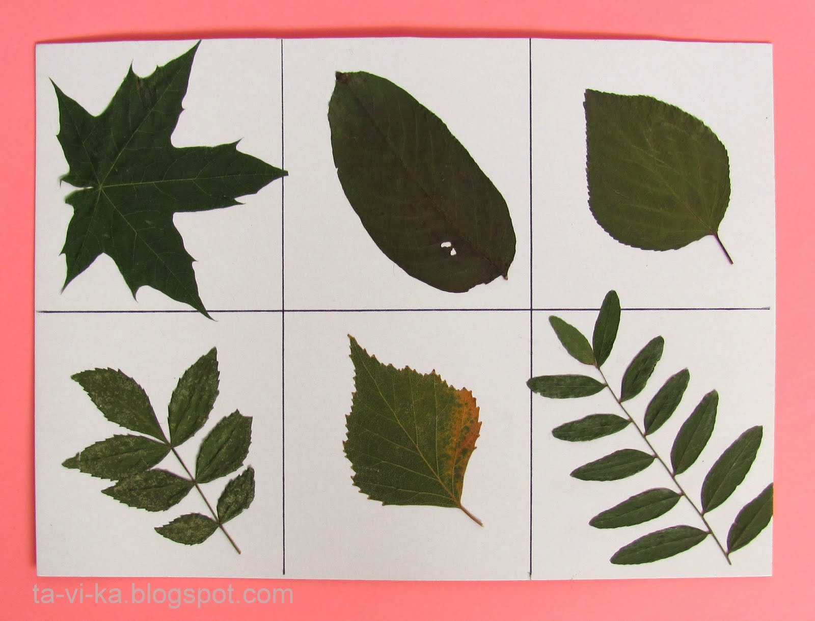 Лист 1 уровень. Листья деревьев. Листья разных деревьев. Гербарий листья деревьев. Листья для гербария с названиями.