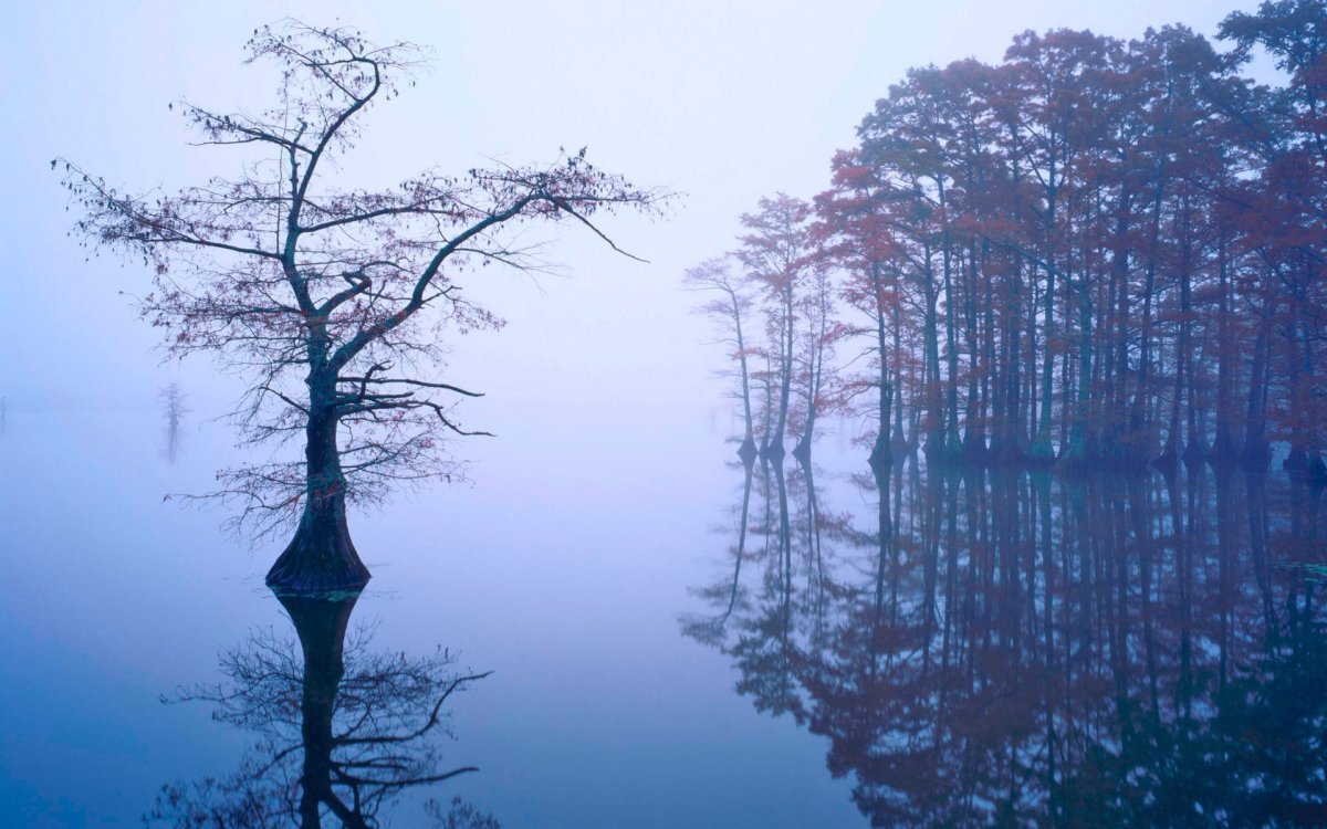 Деревья смотрят в воду. Дерево у воды. Деревья в тумане. Мрачное дерево. Отражение леса в воде.