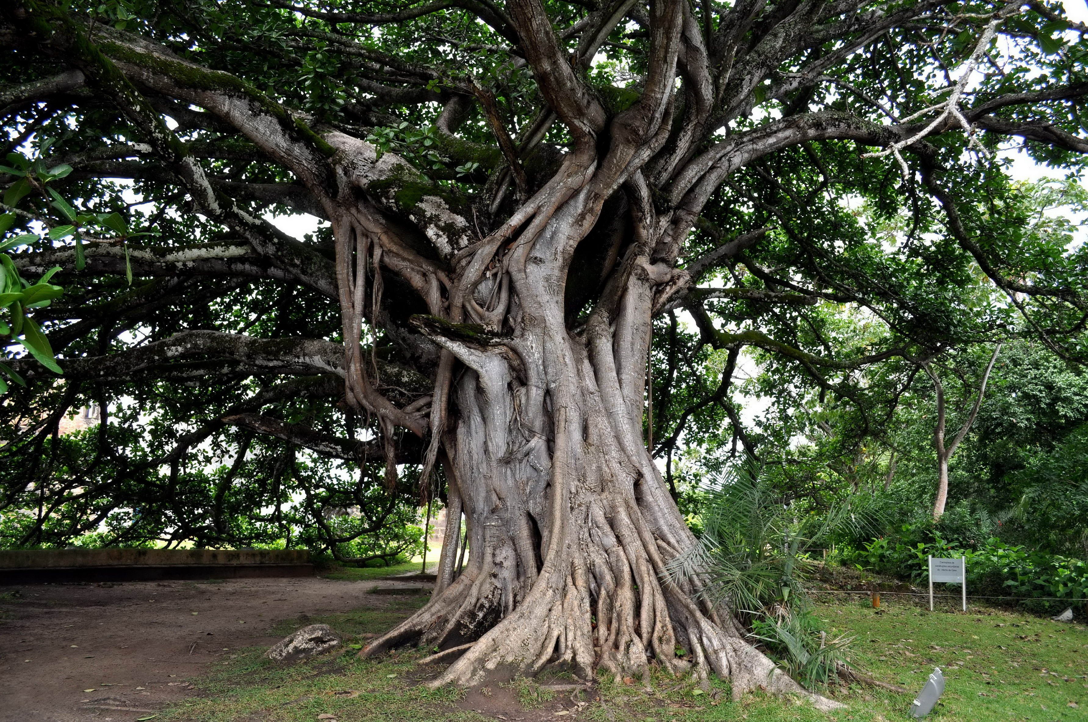 Огромный корень дерева. Милорн дерево. Баньян растение. Сейба дерево. Дерево рансвива.