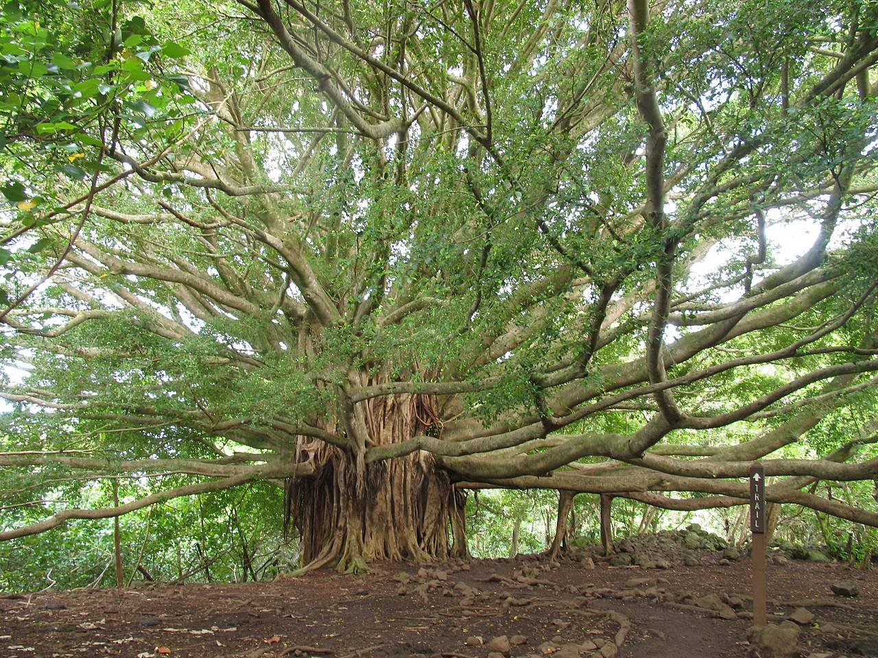 Приветливое дерево. Великий Баньян дерево. Дерево Баньян в Индии. Фикус душитель Баньян. Фикус Великий Баньян.