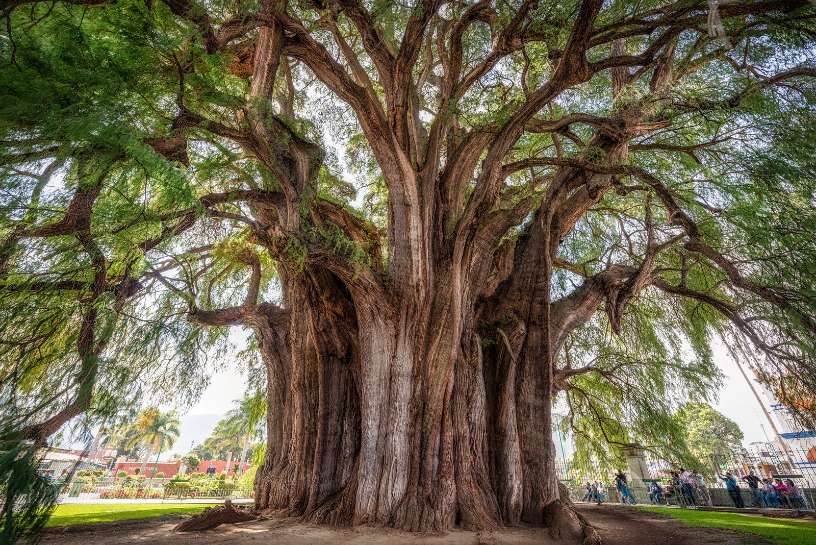 Огромные стволы деревьев. Таксодиум мексиканский дерево Туле. Таксодиум мексиканский (Кипарис). Дерево арболь дель Туле. Дерево «Арбол-де-Тул».