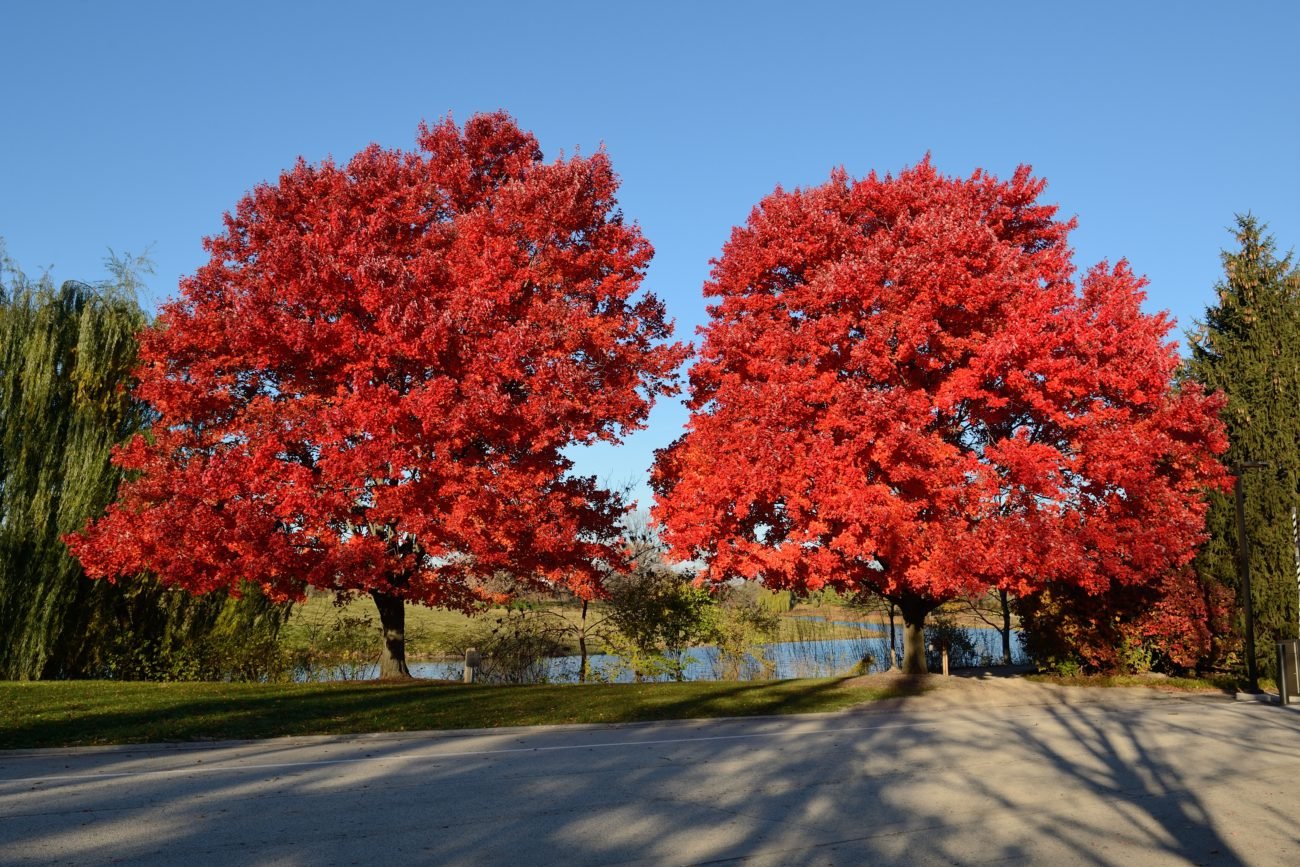 Красные деревья названия и фото. Клен красный Acer rubrum. Acer rubrum (клен красный) 'Red Sunset'. Acer rubrum клен. Acer rubrum (клён красный) 'October Glory'.
