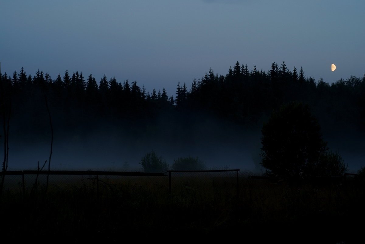 «Ночь в лесу». Ночной лес. Темный лес. Предрассветной темноте