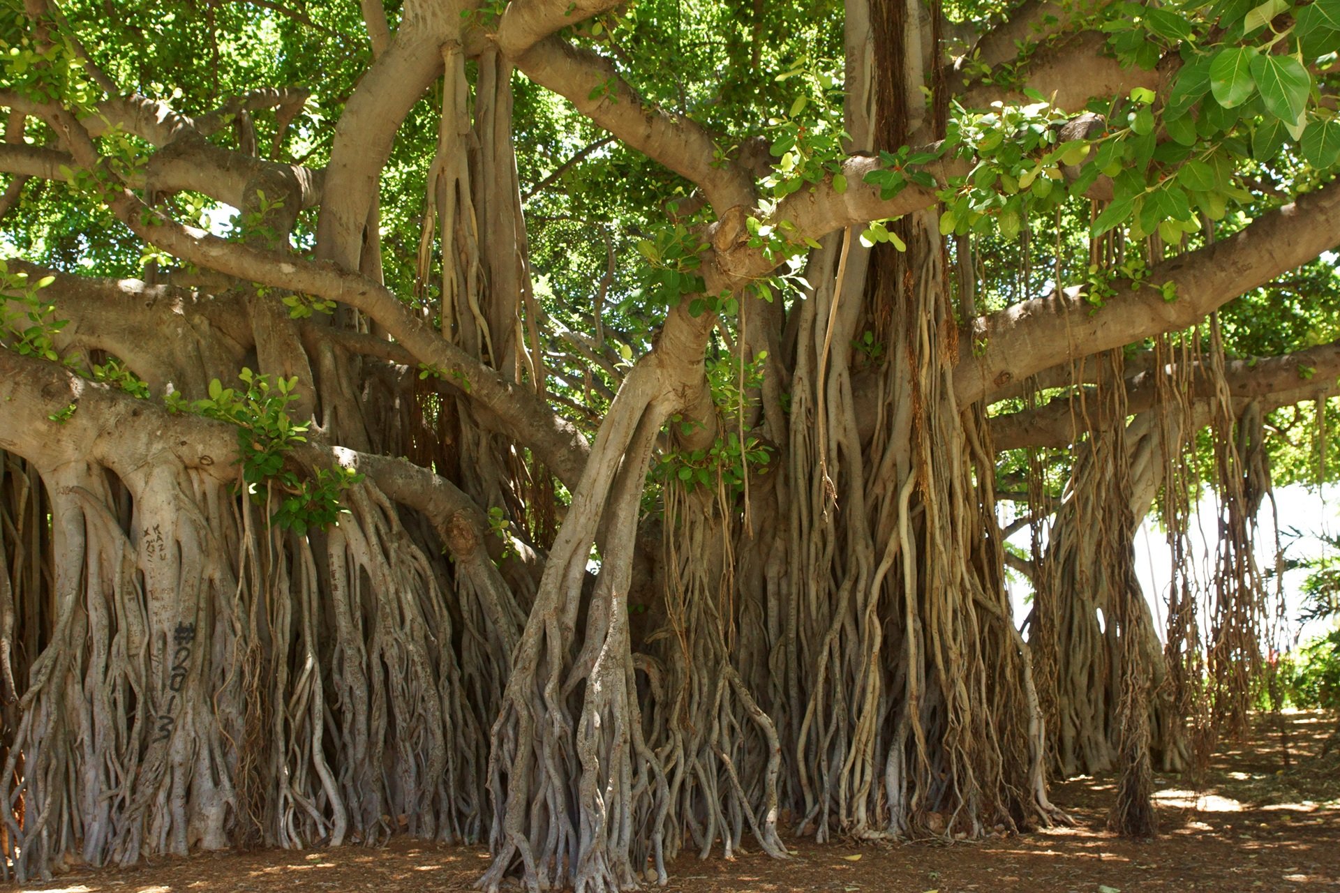Фикус Баньян. Фикус бенгальский Баньян. Дерево Баньян в Индии. Дерево Бодхи (Ficus religiosa).