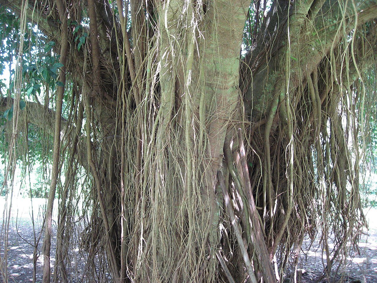 Фикус воздушные корни. Баньян дерево Вьетнам. Воздушные корни у фикуса. Фикус Бенджамина воздушные корни. Дерево с воздушными корнями.