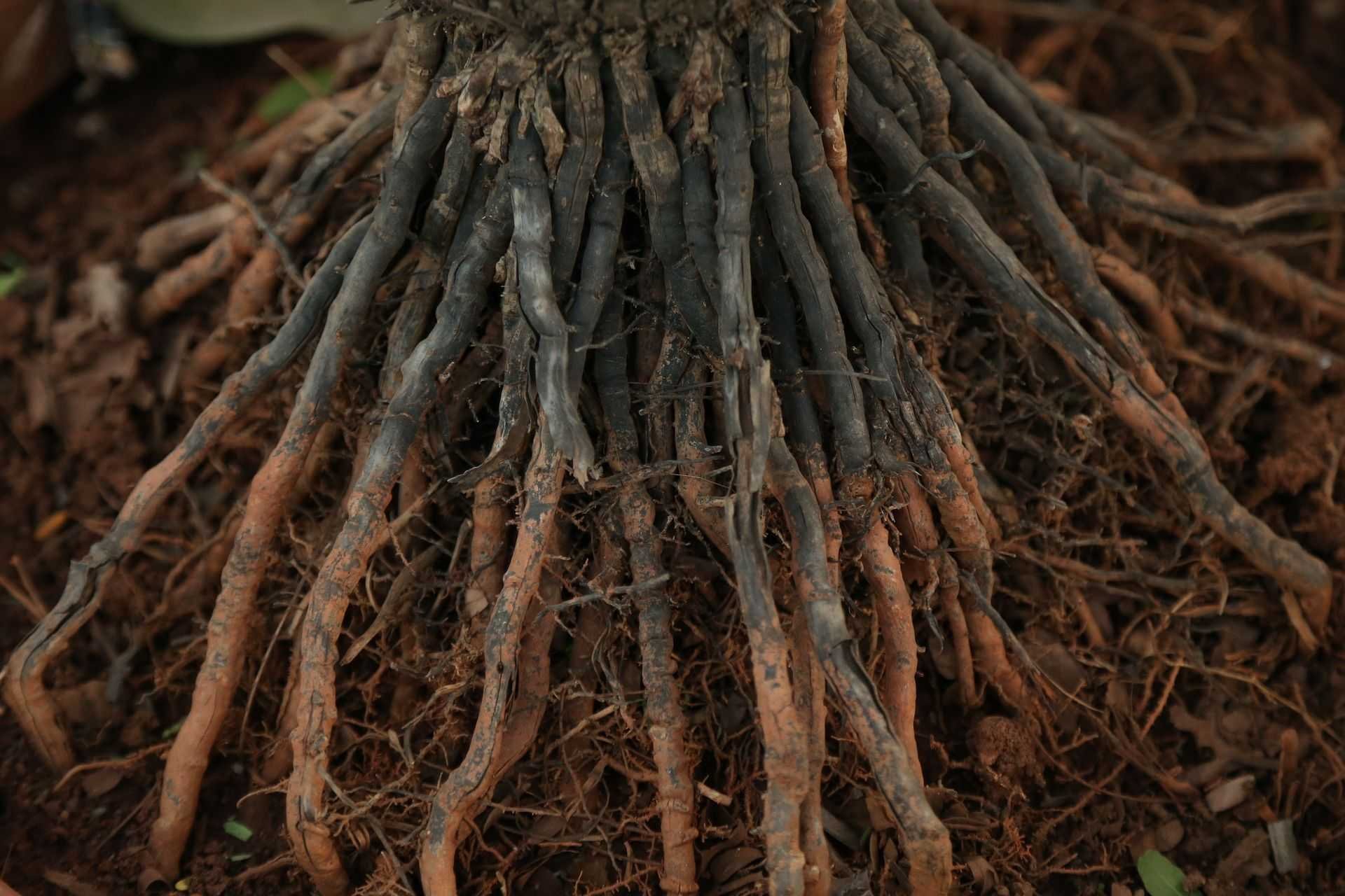 Корневой root. Корни растений. Корень. Корешок растения. Растения с большой корневой системой.