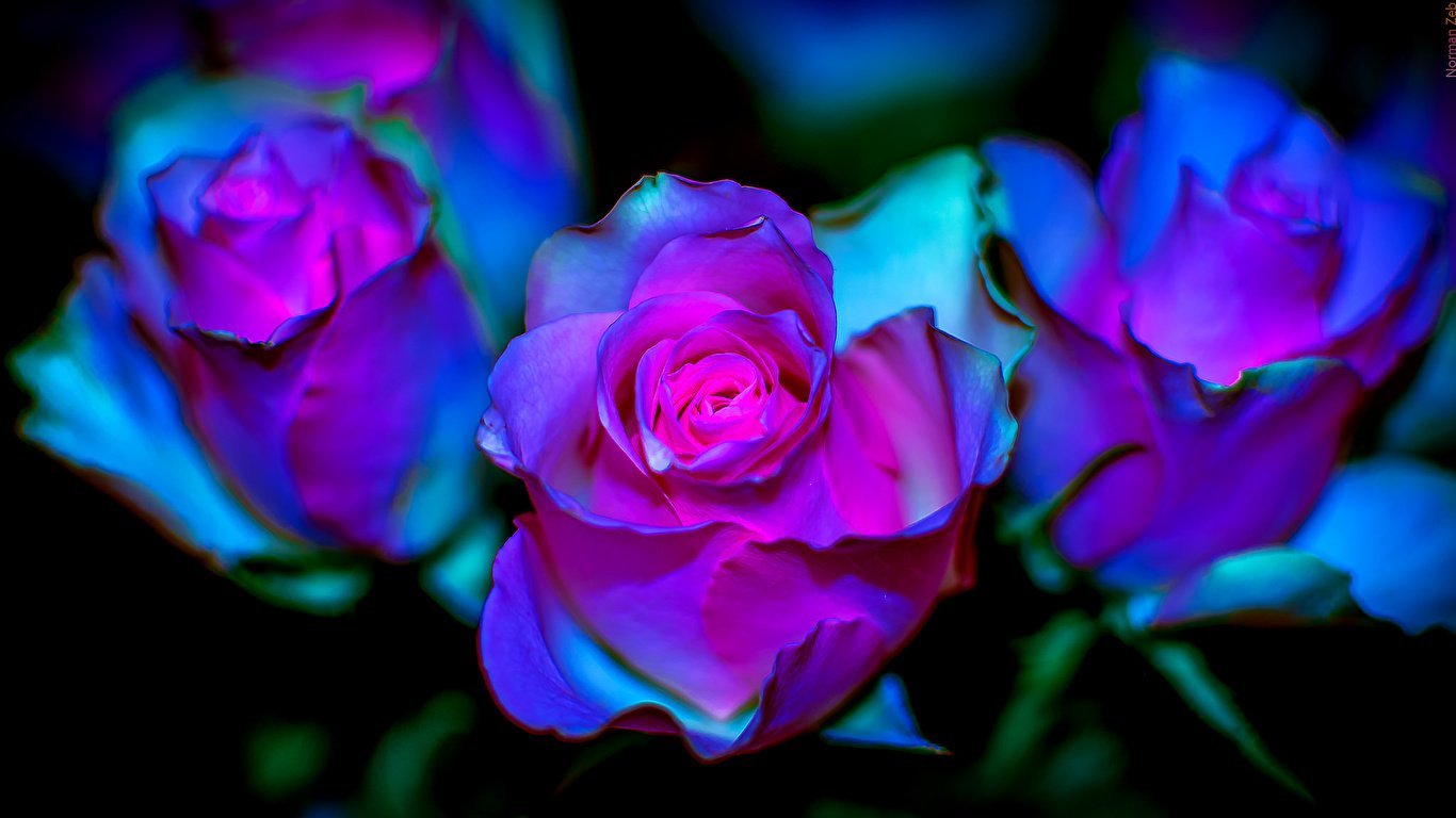 Розовый сиреневый синий. Красивые розы. Розово фиолетовые цветы. Фиолетовые розы.