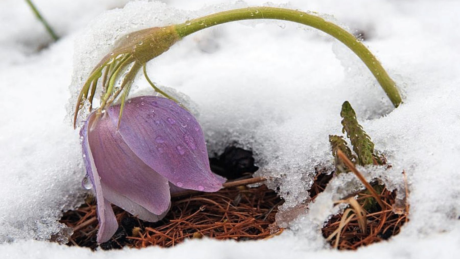 Тихо возится под снегом робкая мышь. Голубенький чистый Подснежник цветок. Подснежники в снегу. Цветы из под снега.