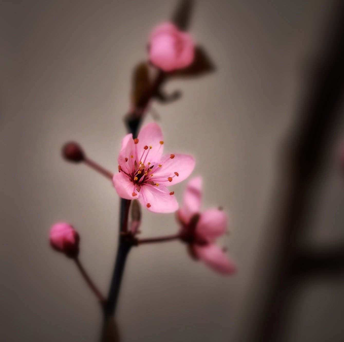 Ветка цветущей сакуры. Черри блоссом цветок. Цветы Сакуры. Бутон Сакуры. Распускающийся цветок Сакуры.