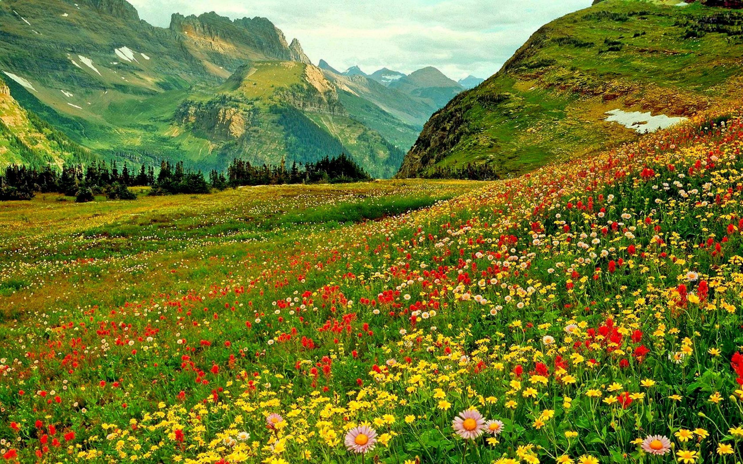 Поляна в горах. Альпийские Луга Южной Америки. Улудаг Альпийские Луга. Цветущие Альпийские Луга Алтая. Альпийские Луга Тянь Шаня.