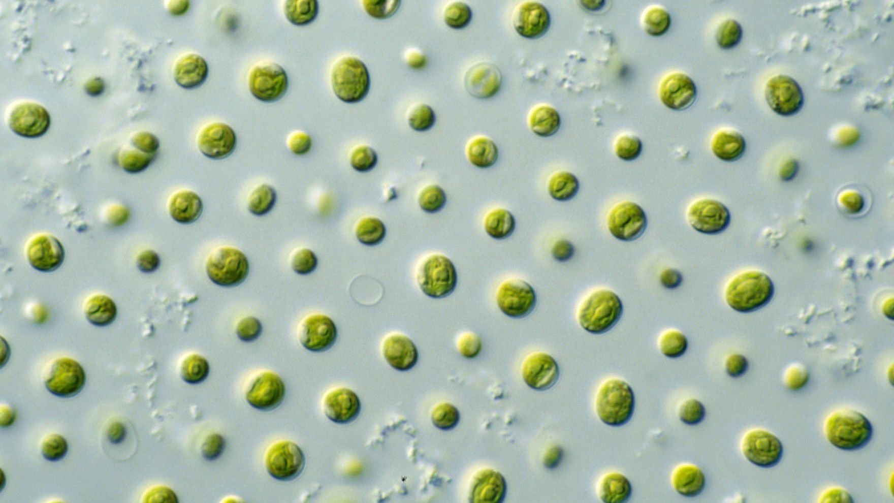 Микроорганизмы питьевой воды. Микроводоросли хлорелла. Хлорелла вульгарис. Хлорелла фитопланктон. Нанохлоропсис.