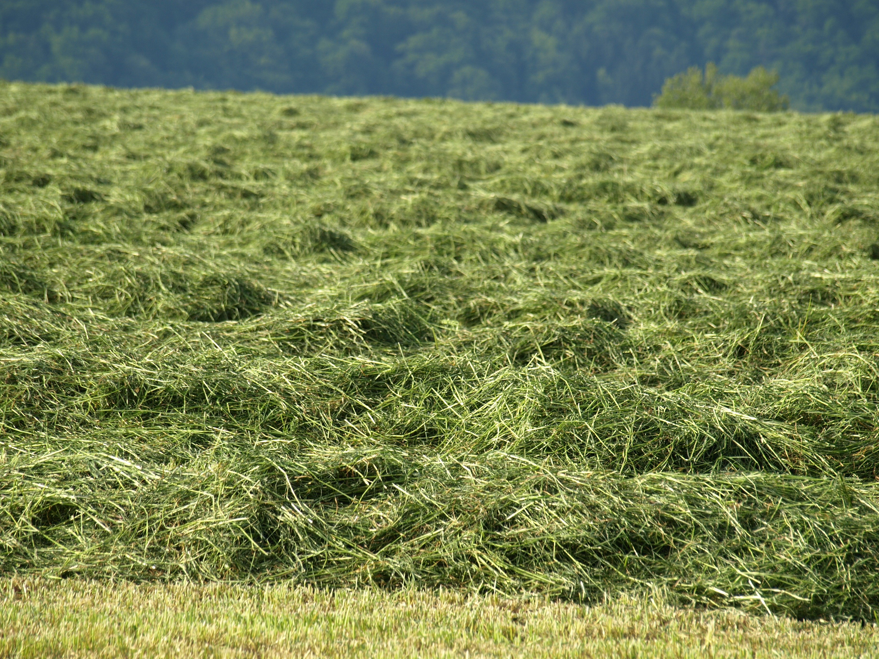 Накосить сено. Сенокос свежескошенная трава. Кострец для сенокоса. Скошенная трава. Поле скошенной травы.