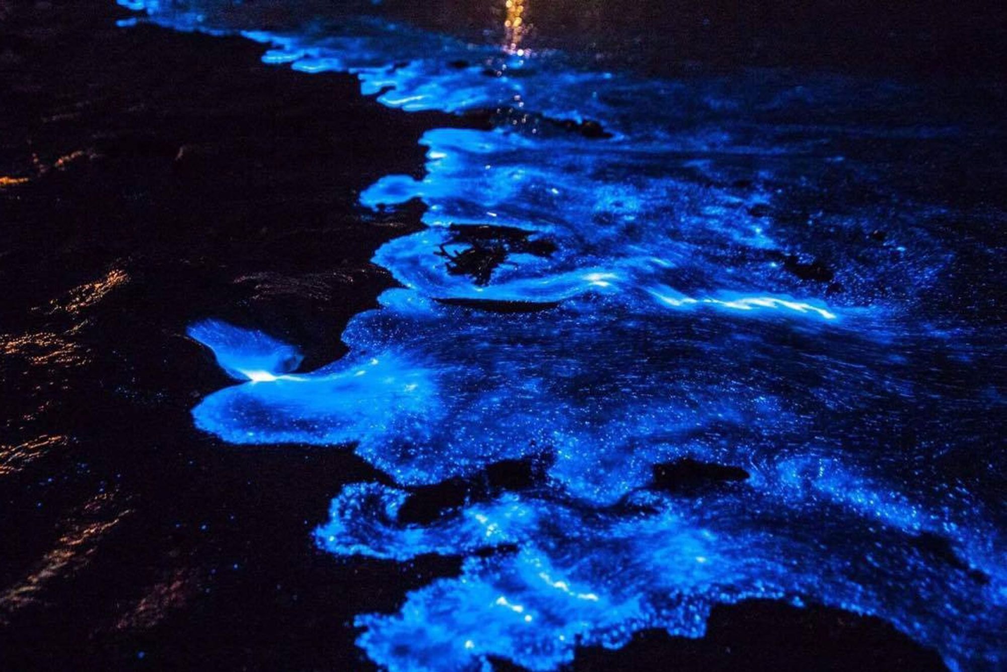 Г фитопланктон. Водоросль ночесветка черное море. Остров Ваадху Мальдивы. Планктон ночесветка. Пляж Ваадху Мальдивы.