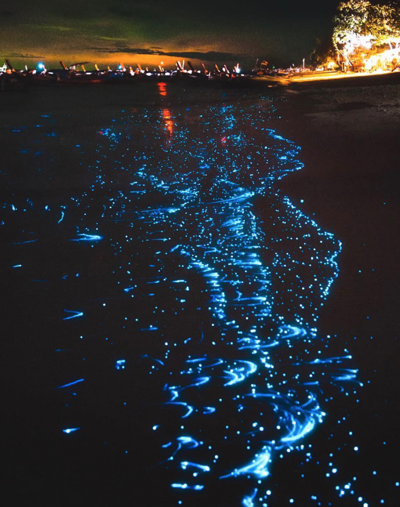 Фитопланктон в океане. Остров Ваадху Мальдивы. Пляж Ваадху Мальдивы. Водоросль ночесветка черное море. Мальдивы остров Ваадху море.