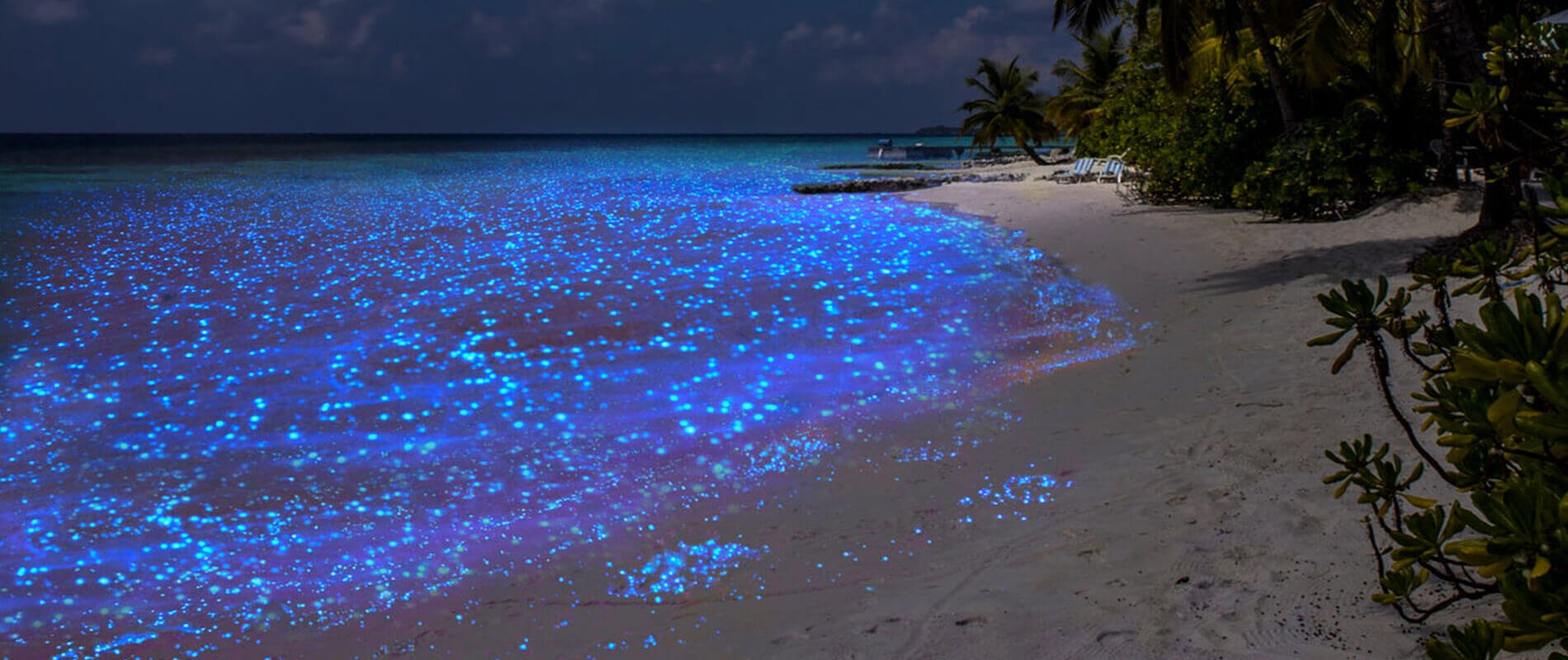 Атолл Ваадху Мальдивы. Пляж Ваадху. Планктон на Ямайке. Светящийся пляж на Мальдивах. Море которое светится