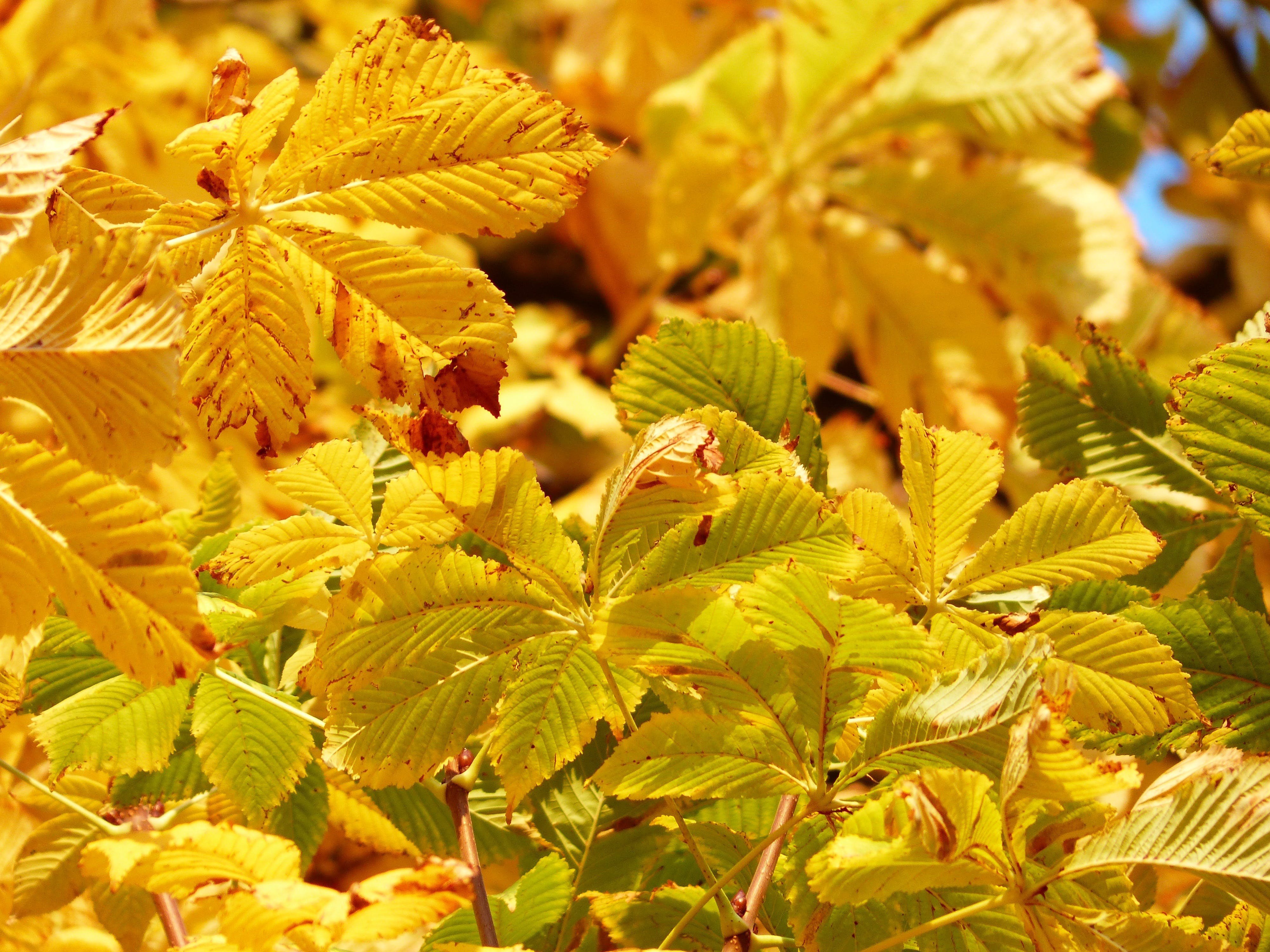 Золотистый листок. Листья вяза осенью. Листья каштана осенью. Лист каштана осенью цвет. Листок осенний вяз.