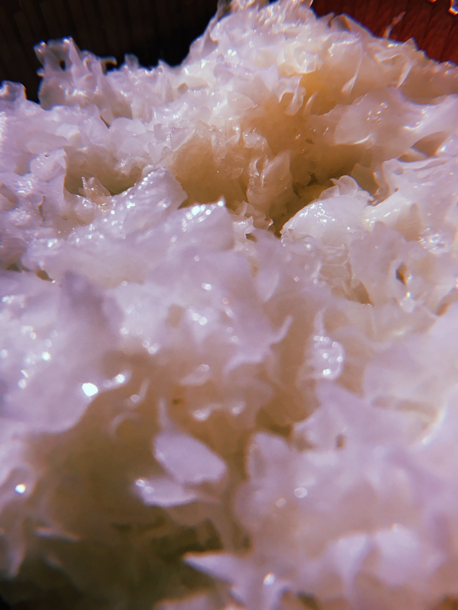 Гребешки водоросли. Грибы морские гребешки корейские. Гребешки ледяной гриб. Морской гребешок капуста. Морская капуста белая гребешок.