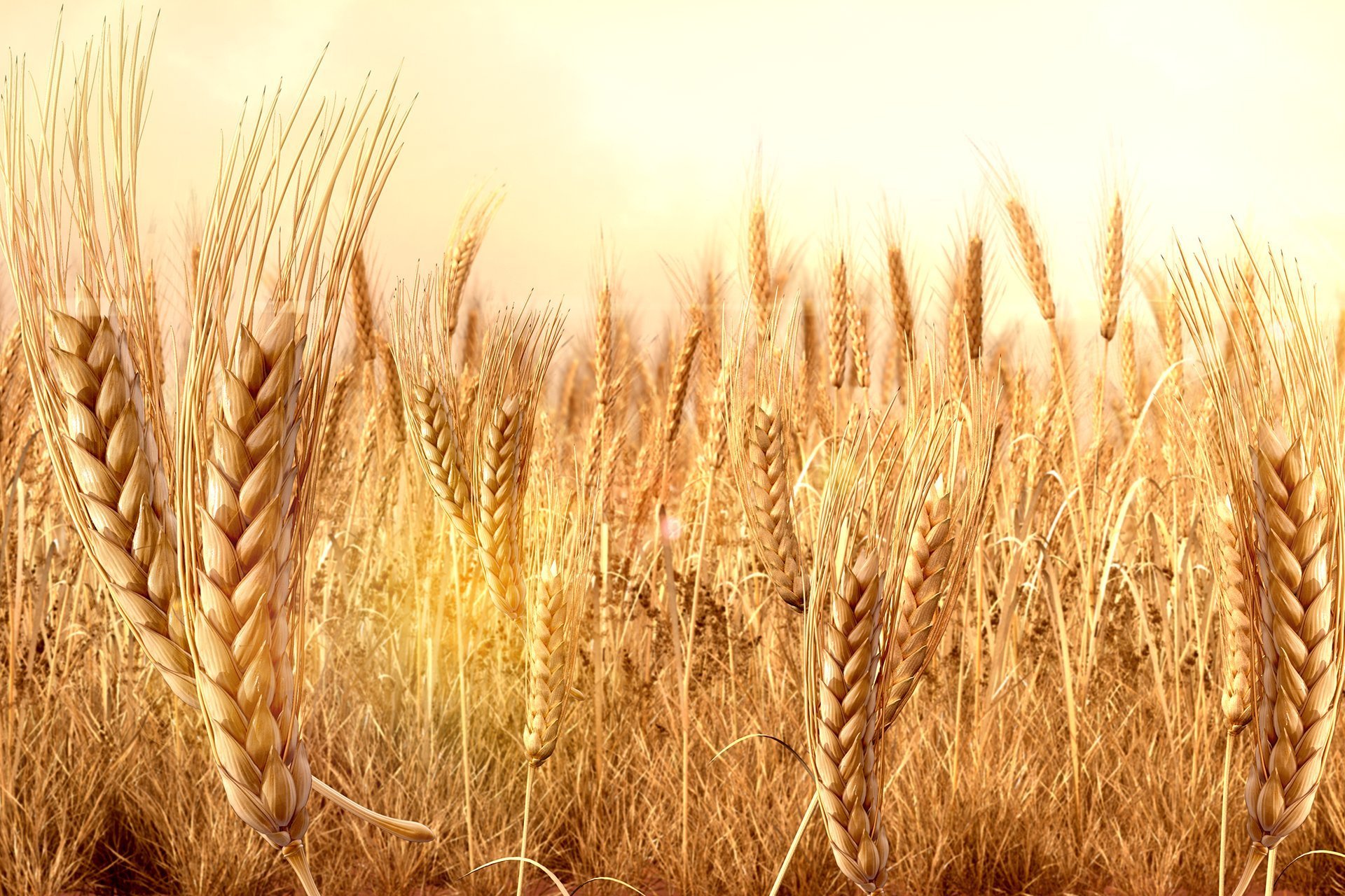 Хорошее жито. Колосок пшена. Колосок пшеницы пшеничный колосок. Пшеничное поле. Поле с колосьями.
