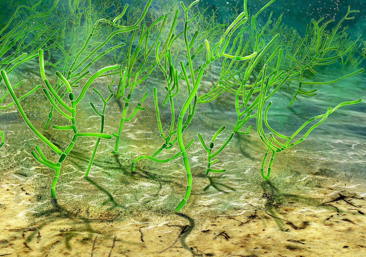Культура водорослей. Зеленые водоросли Chlorophyta. Перидиниевые водоросли. Сине зеленые водоросли кембрия. Анфецилин водоросли.