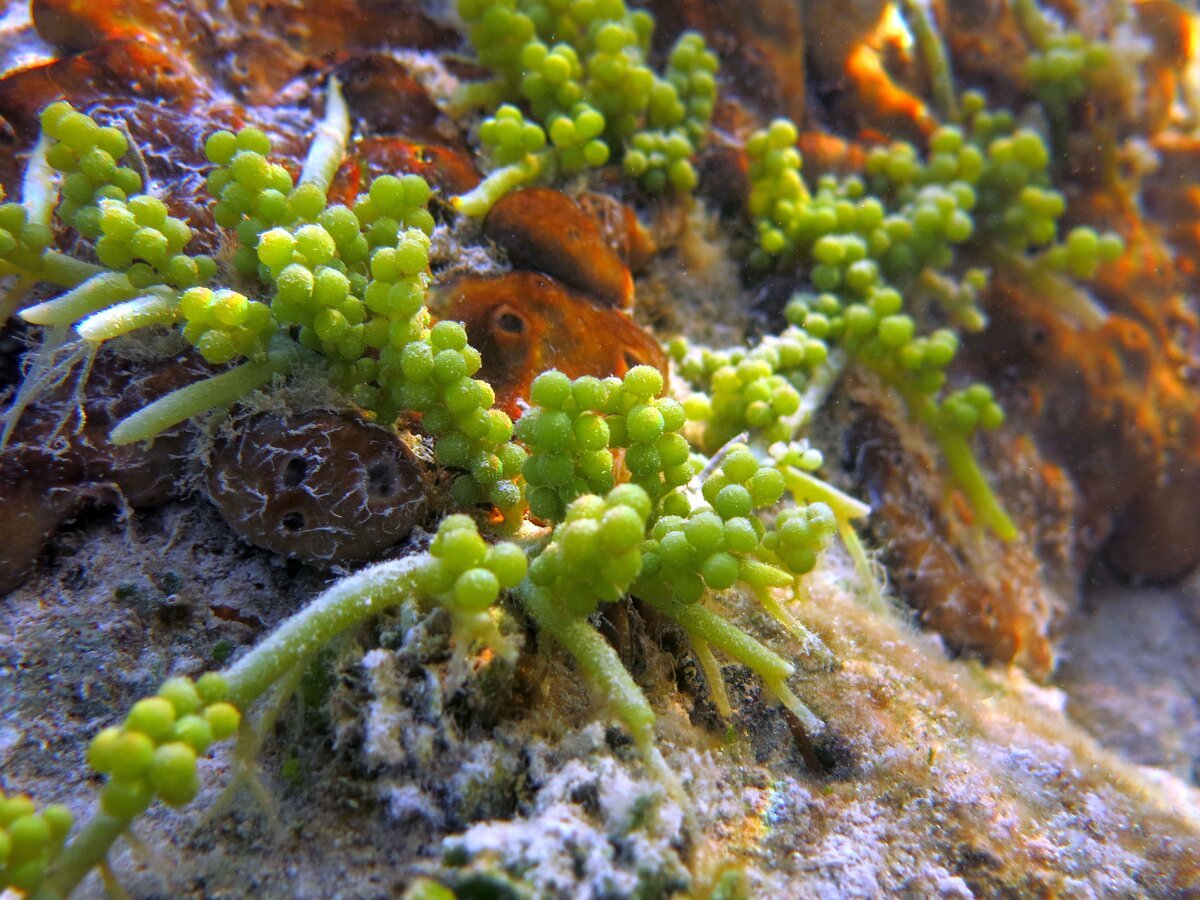 Семейство водорослей. Каулерпа Виноградная. Каулерпа водоросль. Caulerpa racemosa. Зеленая водоросль каулерпа.